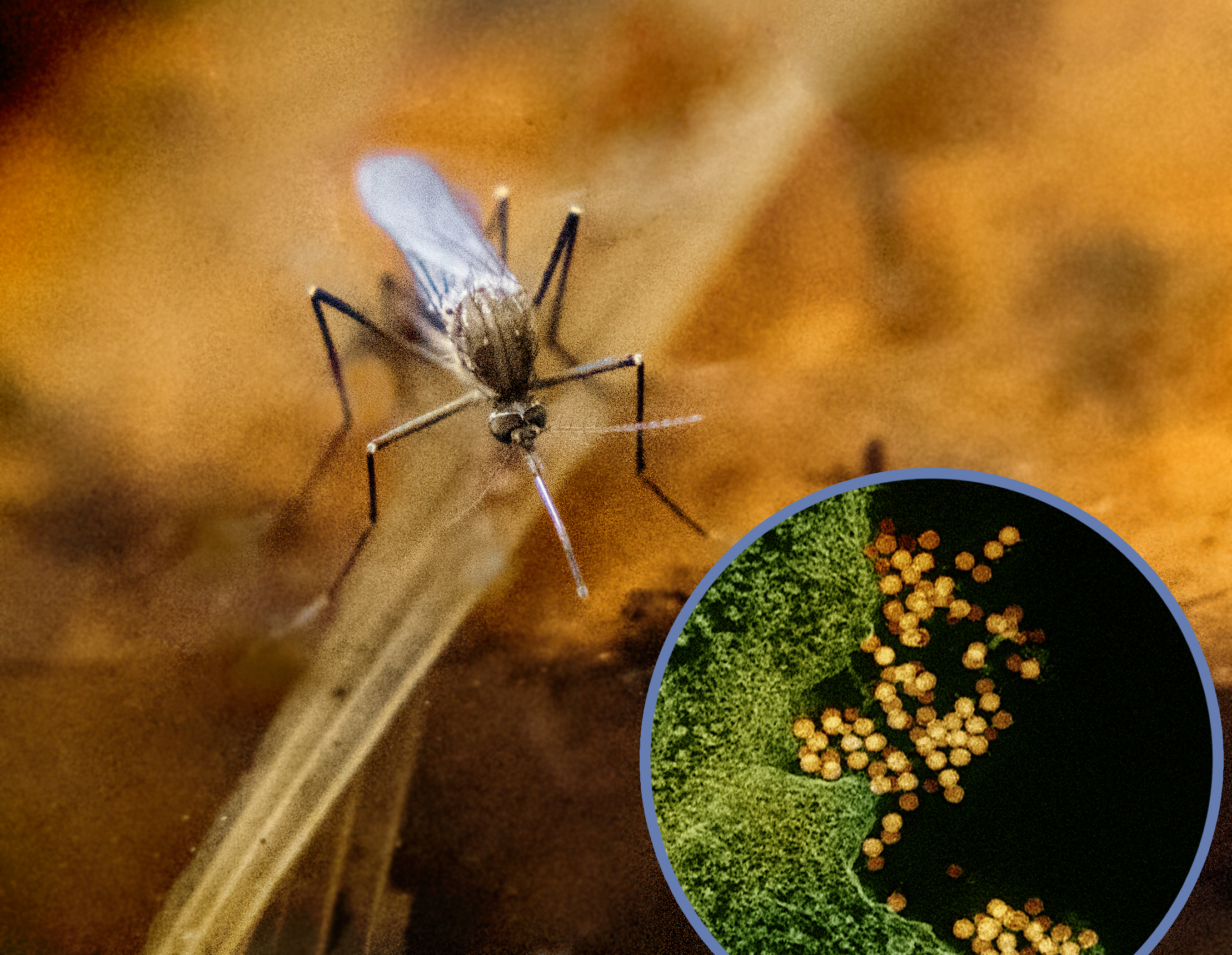 A Culex mosquito in close-up with a circular inset micrograph of green-tinted virus-infected cells.