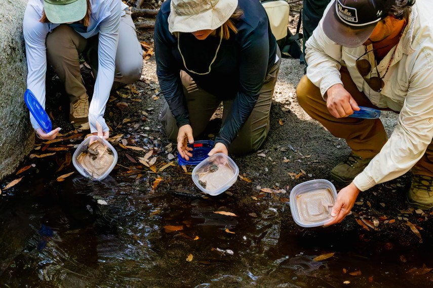 Three researchers kneeling at a shallow creek, each holding a clear container of small frogs.