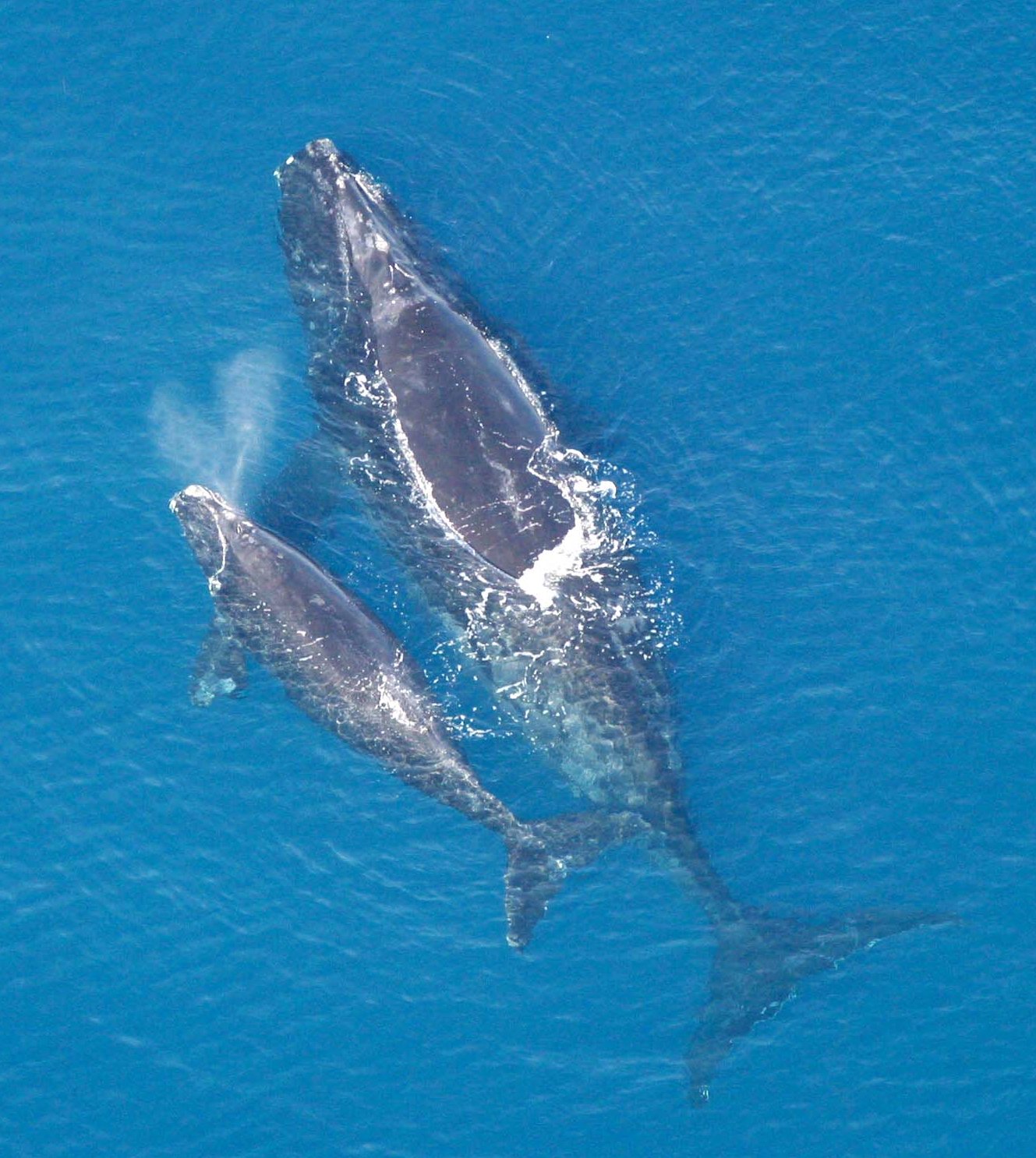 Aerial view of an adult right whale and calf at the ocean surface, with a visible blow spout from the adult.