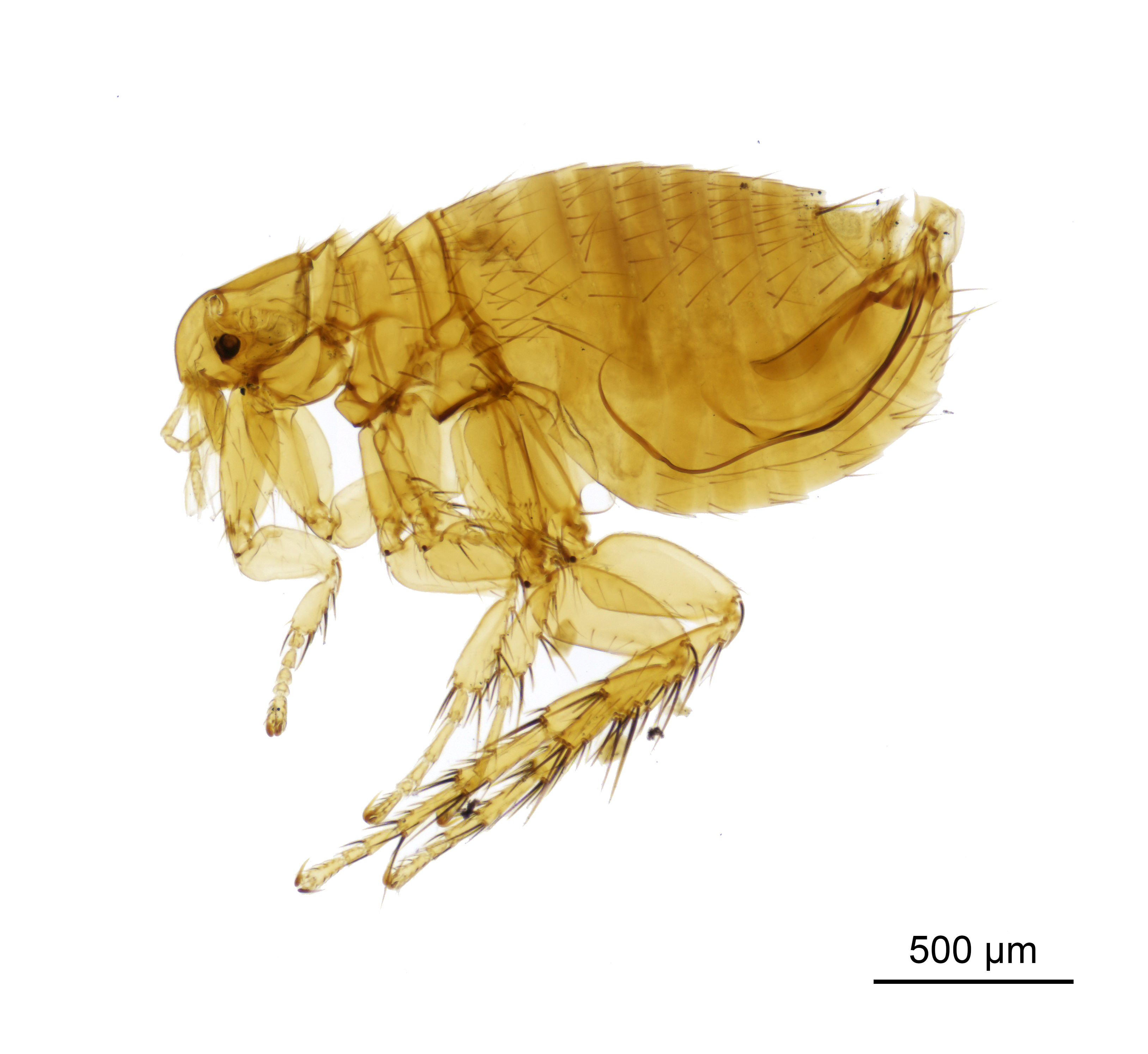Microscope slide image of a flea specimen in amber lateral profile with scale bar.