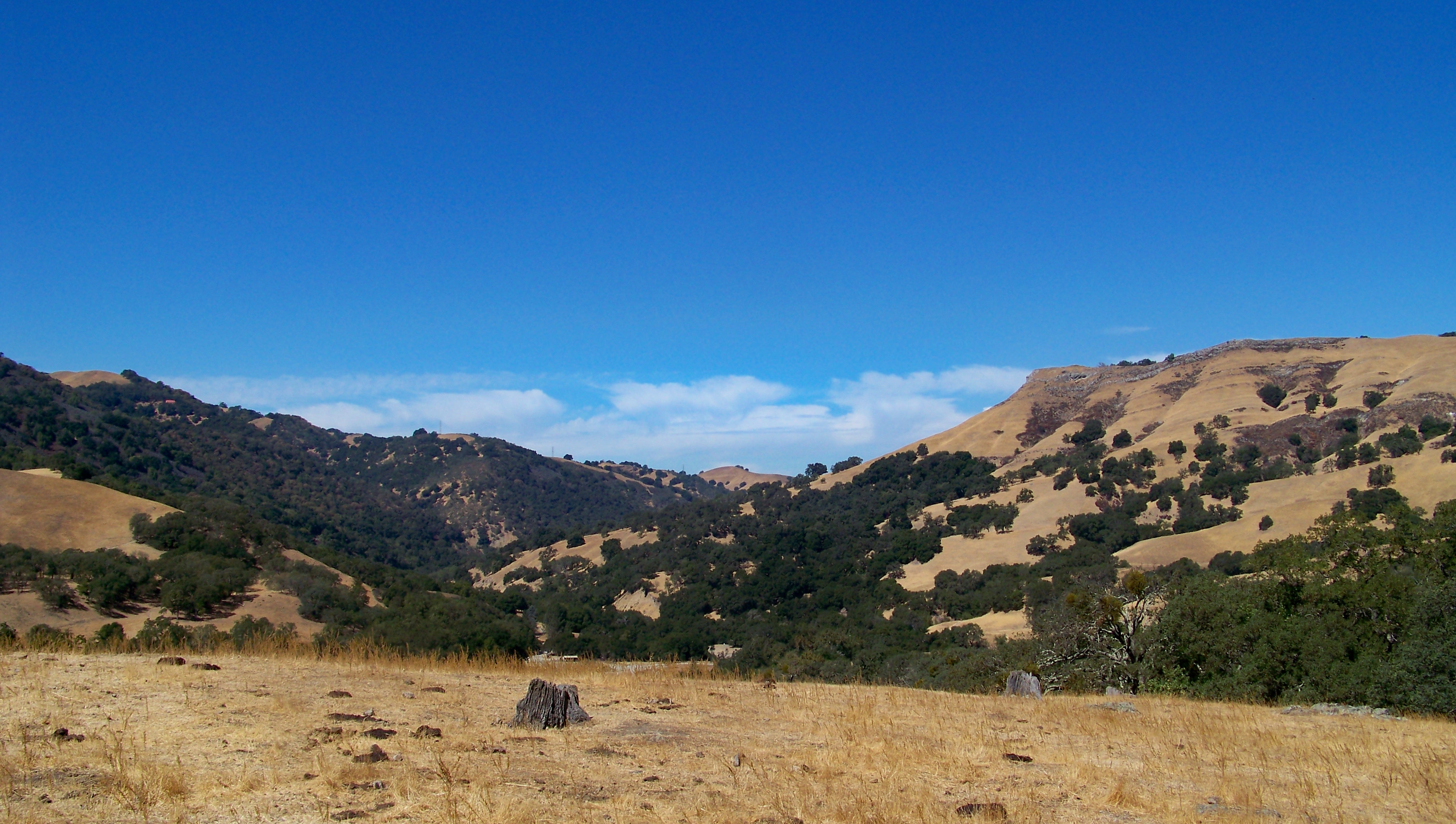 Dry golden hills with scattered oak trees under a clear blue sky.