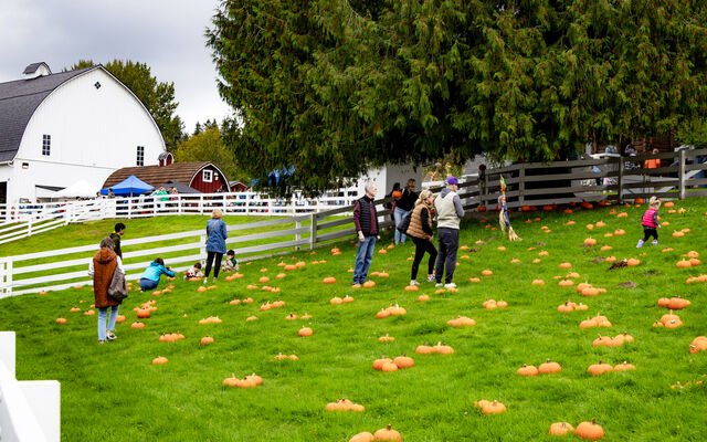 People walking through a grassy field scattered with orange pumpkins, white barn behind them.