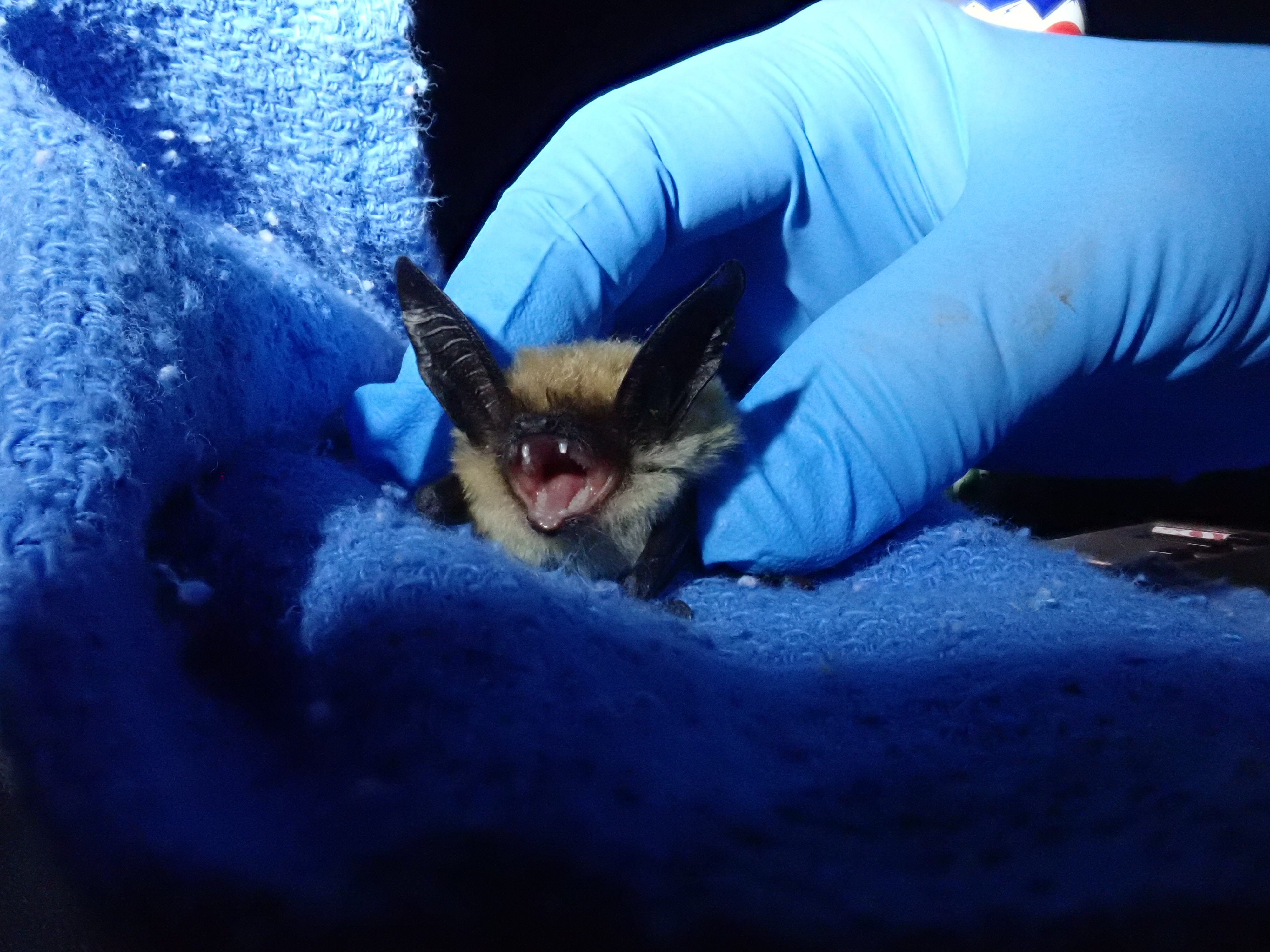 Small bat with open mouth cradled in blue-gloved hands wrapped in cloth.