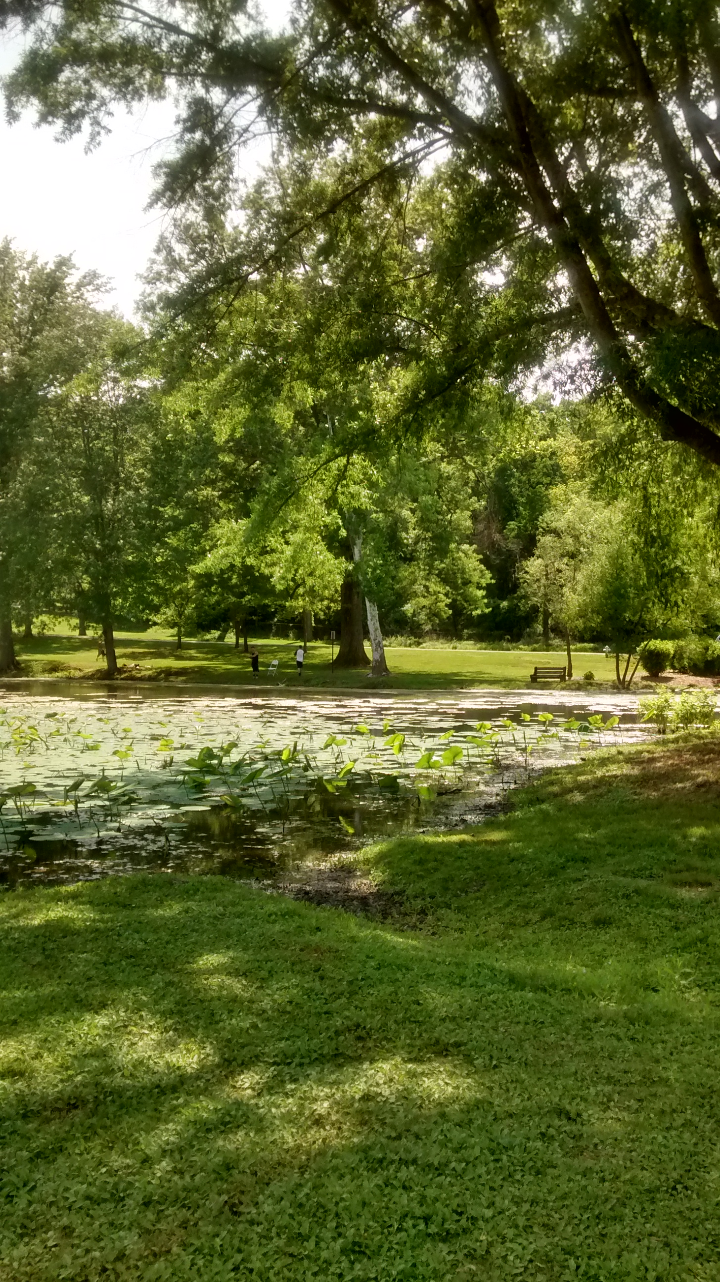 A lily-pad-covered pond surrounded by large mature trees and a green lawn.