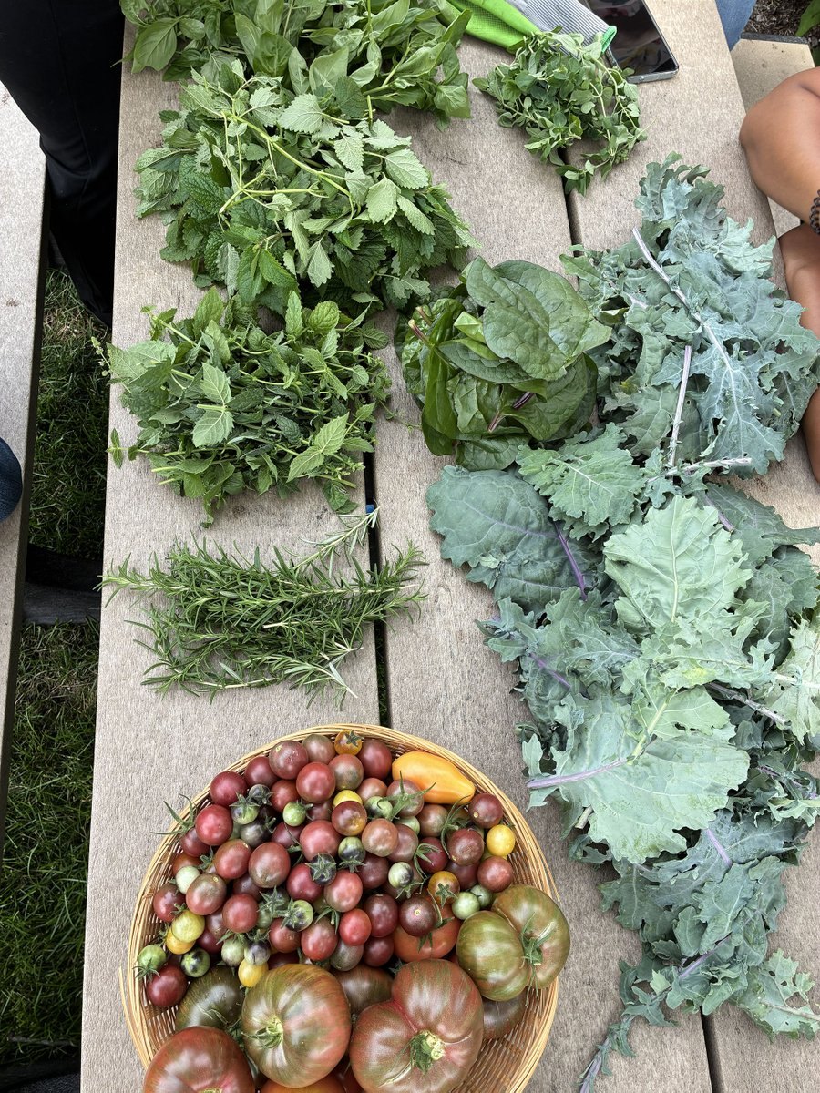 Kale, spinach, herbs, and a basket of mixed tomatoes arranged on a wooden table.