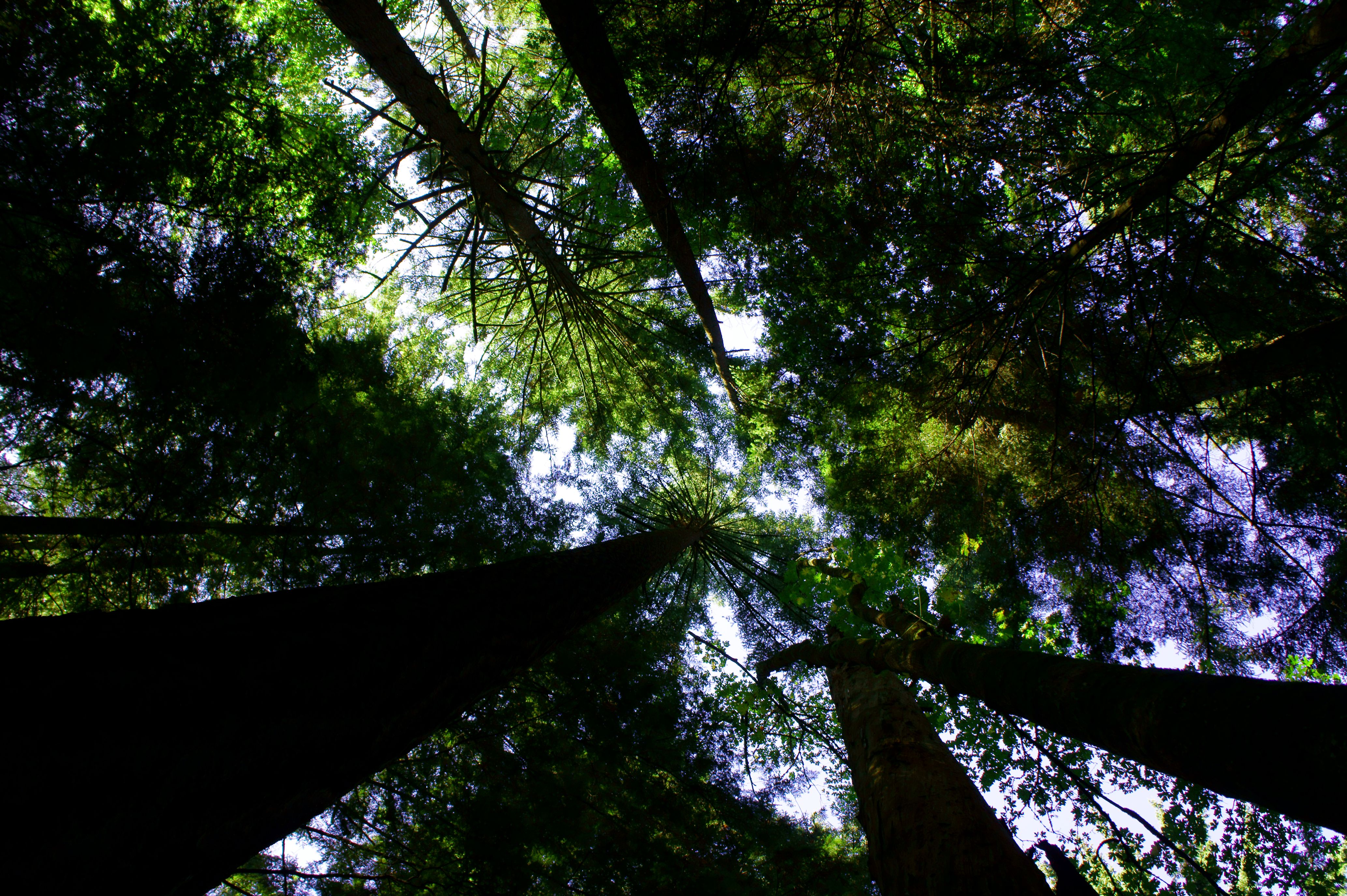 Worm's-eye view looking up through tall old-growth tree trunks into a dense green forest canopy.