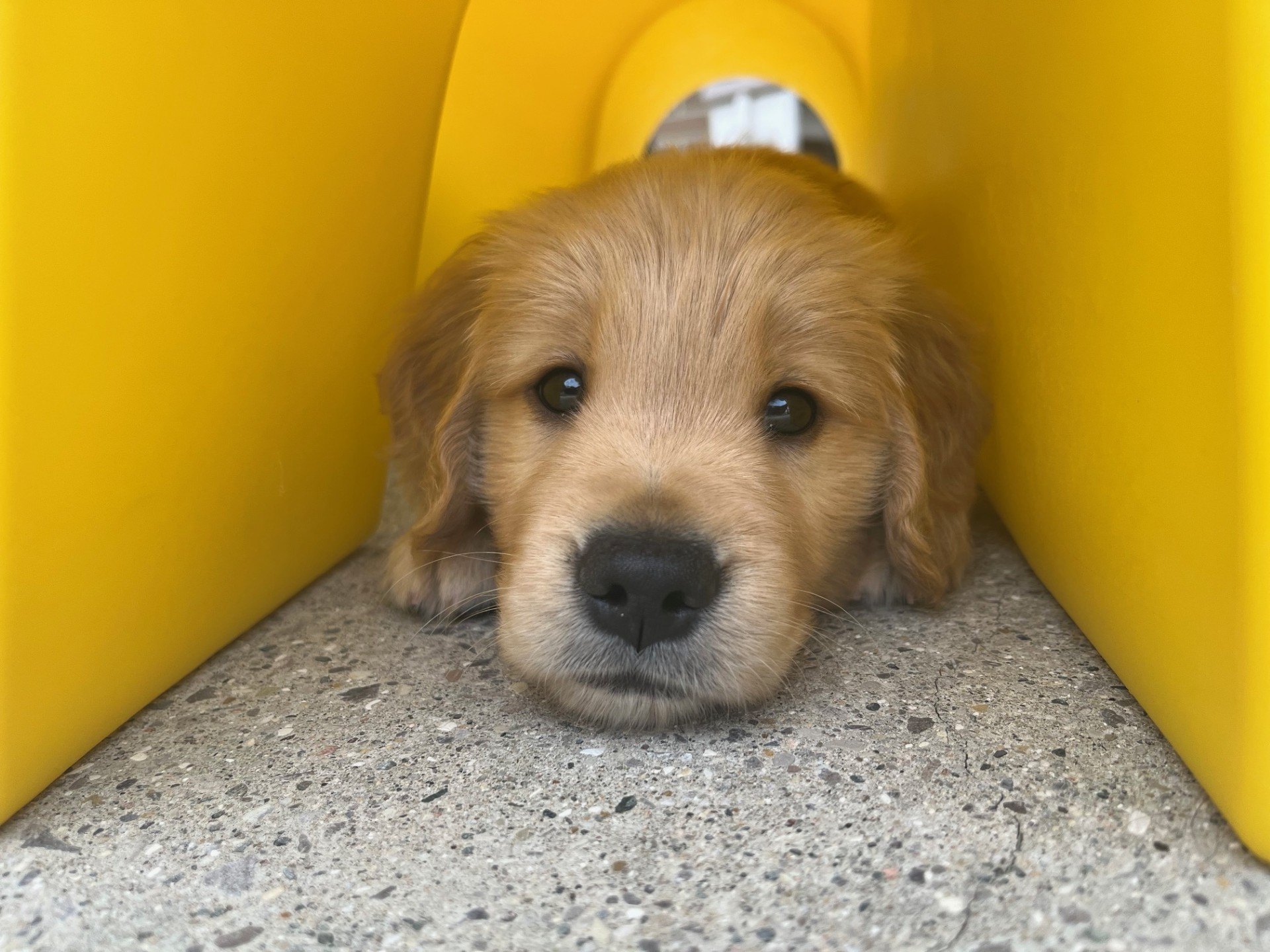 Golden retriever puppy resting its chin on concrete inside a yellow plastic tunnel.