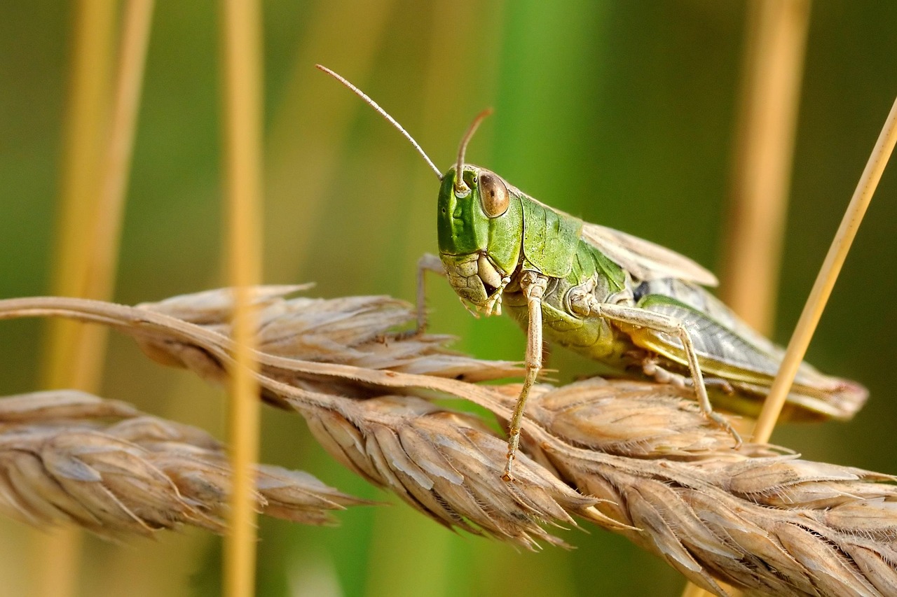 Desert locust, insect, macro, nature, desert locust, desert locust, desert locust, desert locust, desert locust