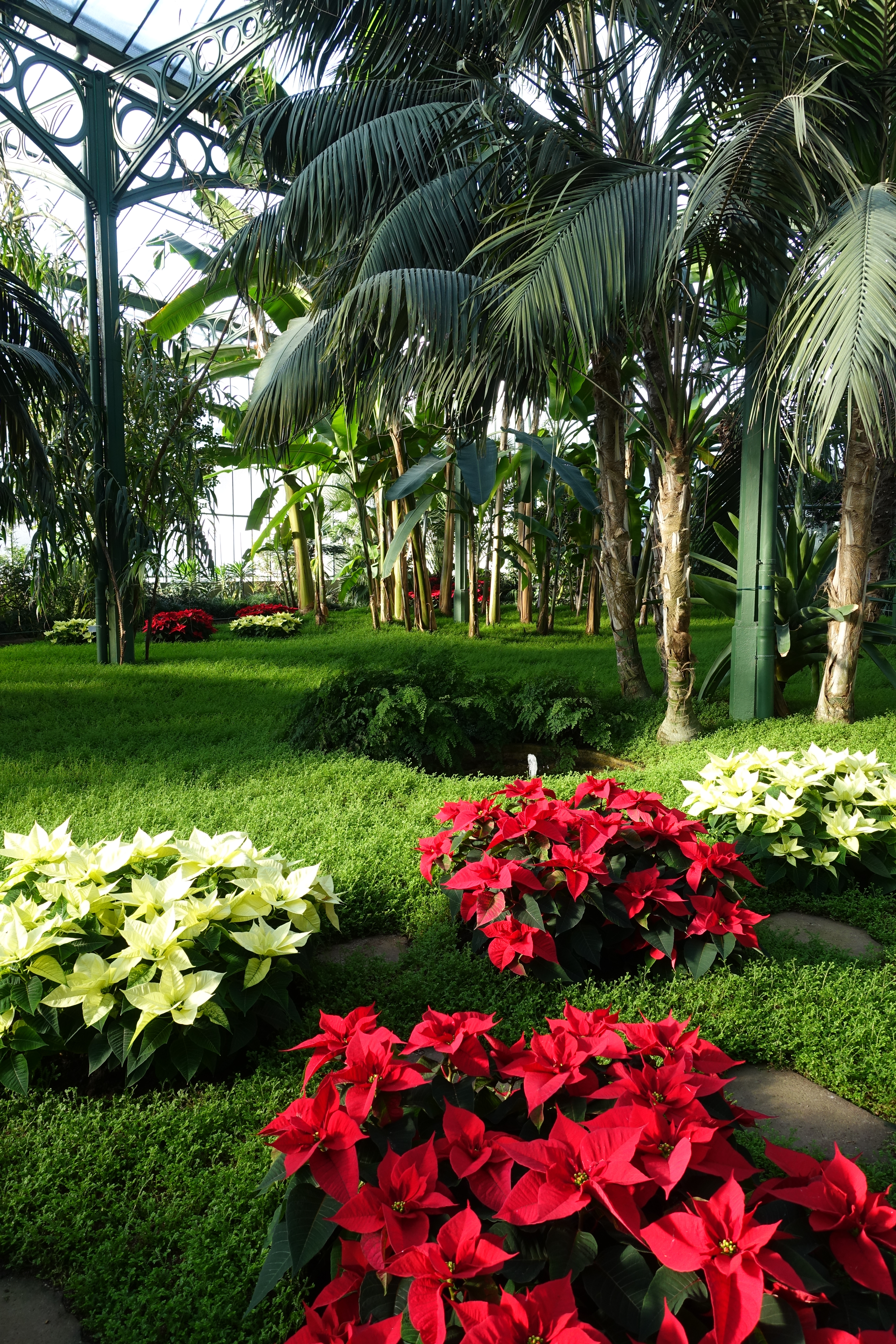 Rows of red and white flowering plants fill a large greenhouse under a glass roof.