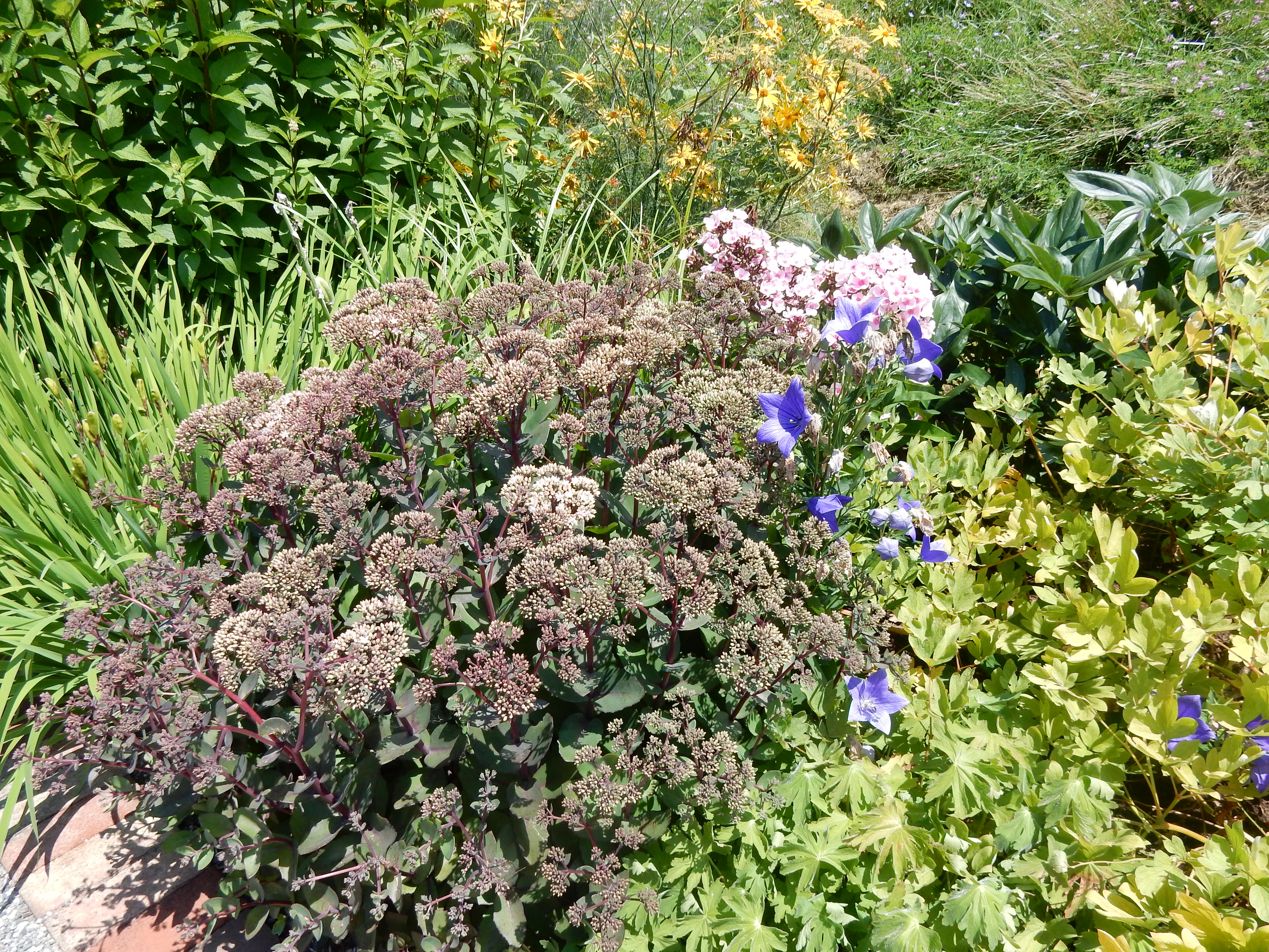 Mixed perennial garden bed with sedum, purple iris, and yellow flowering shrubs.