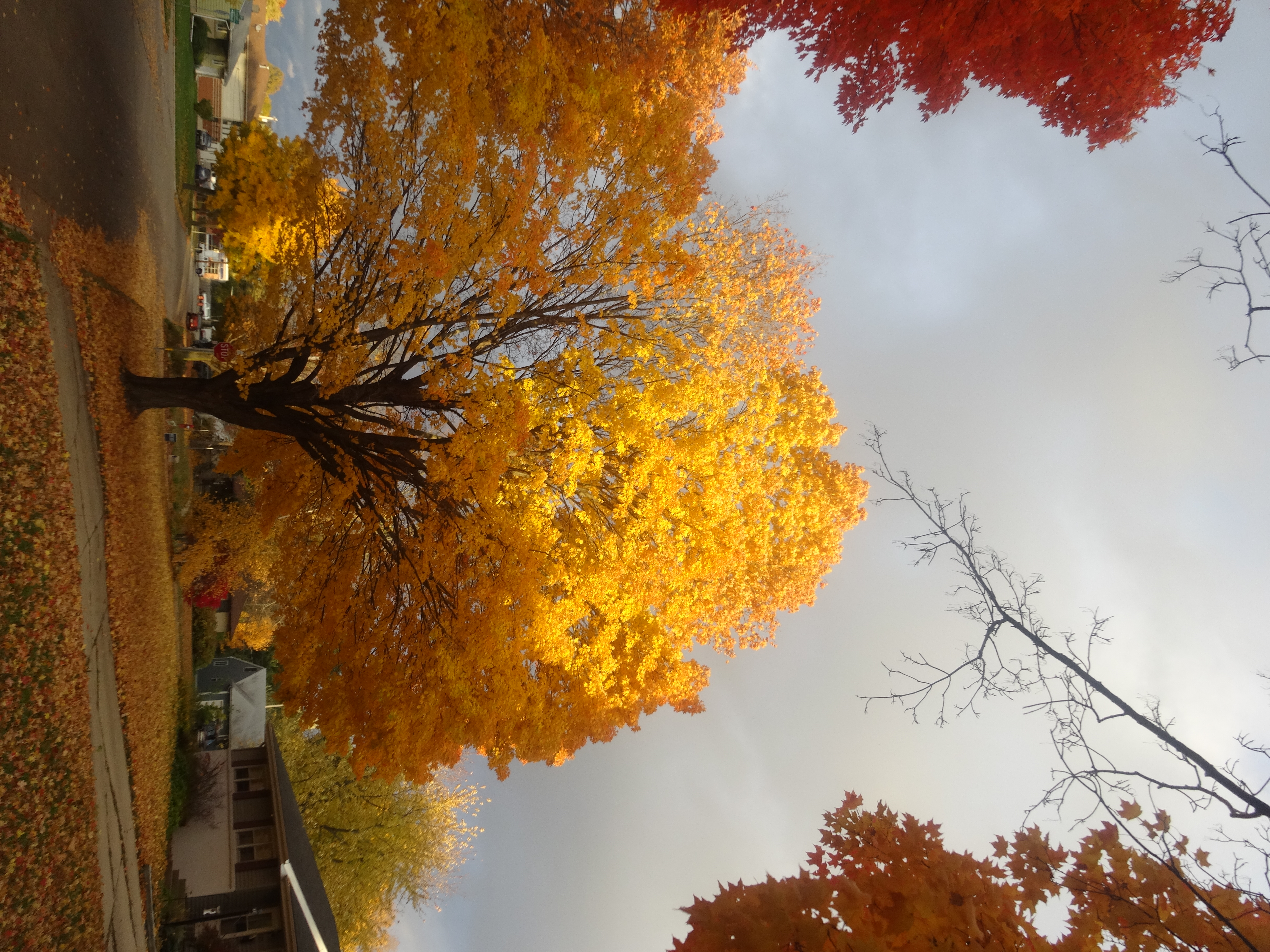 Large Sugar Maple tree with yellow and orange autumn foliage on a residential street.