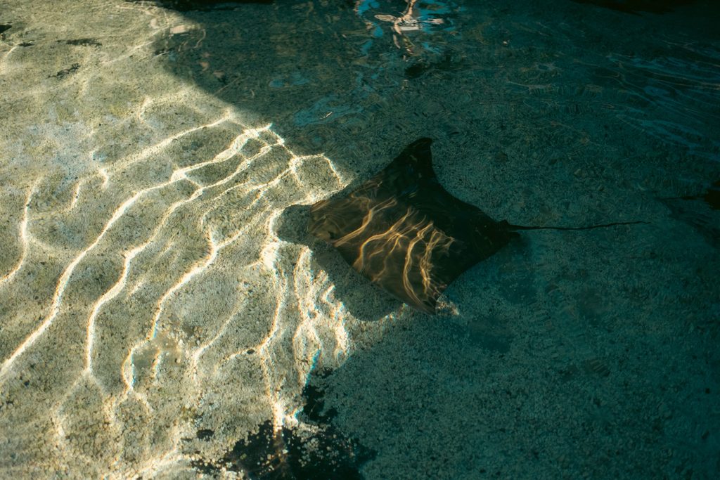 A serene image of a stingray in a tide pool reflecting sunlight, creating a beautiful aquatic scene.