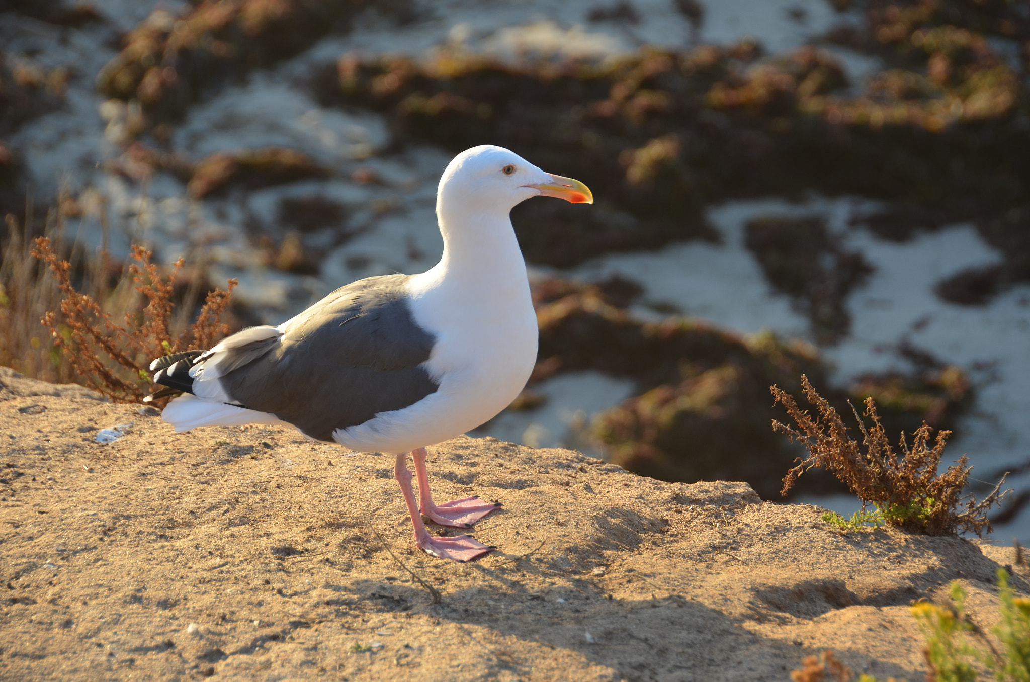 A seagull stands on a rocky sandy beach at sunset along the La Jolla coast.