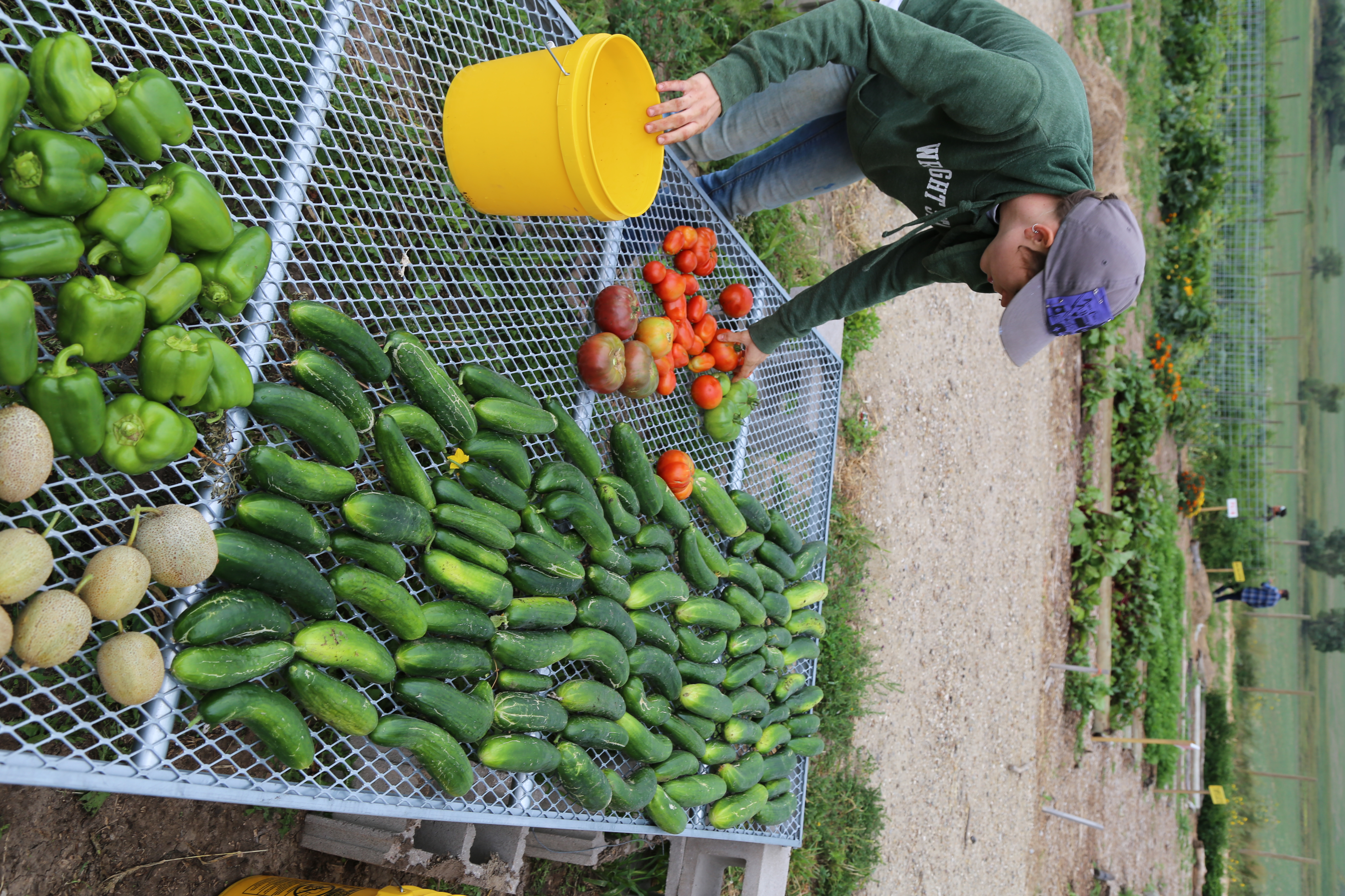 Person sorting freshly harvested tomatoes and vegetables on a table at an outdoor garden.