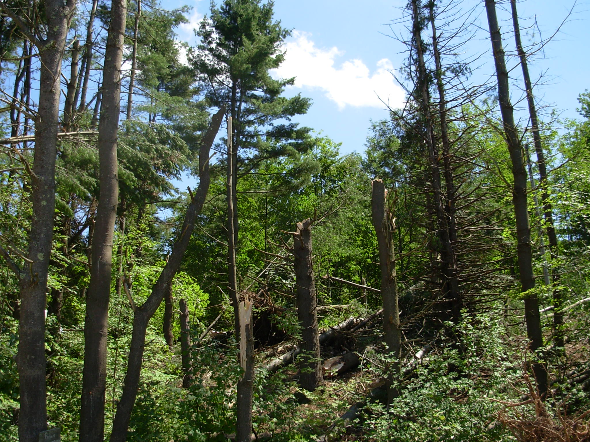 Multiple tree trunks snapped at mid-height with fallen logs and debris on the forest floor.