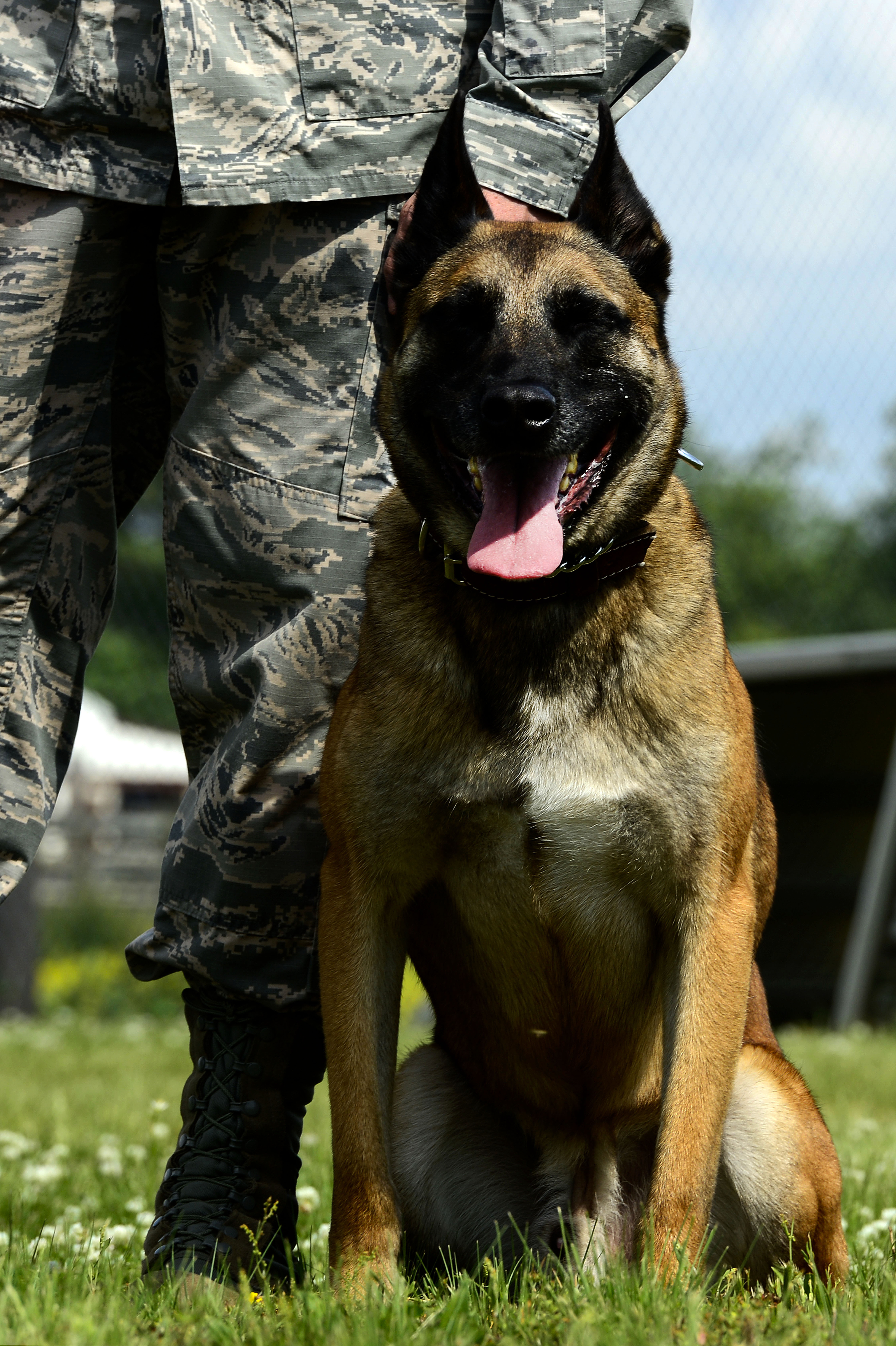 A Belgian Malinois dog sits alertly at heel next to a uniformed handler on grass.