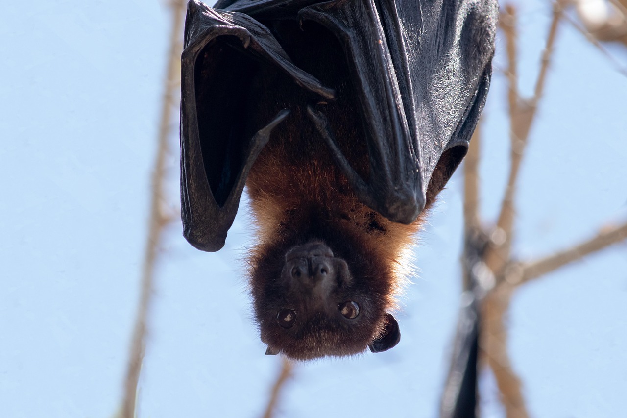 Bat, animal, nature, mammal, wildlife, hanging bat, stare, wild animal, close up