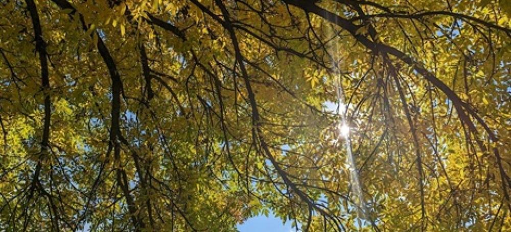 Upward view through tree branches with yellow-green leaves and sunlight breaking through.