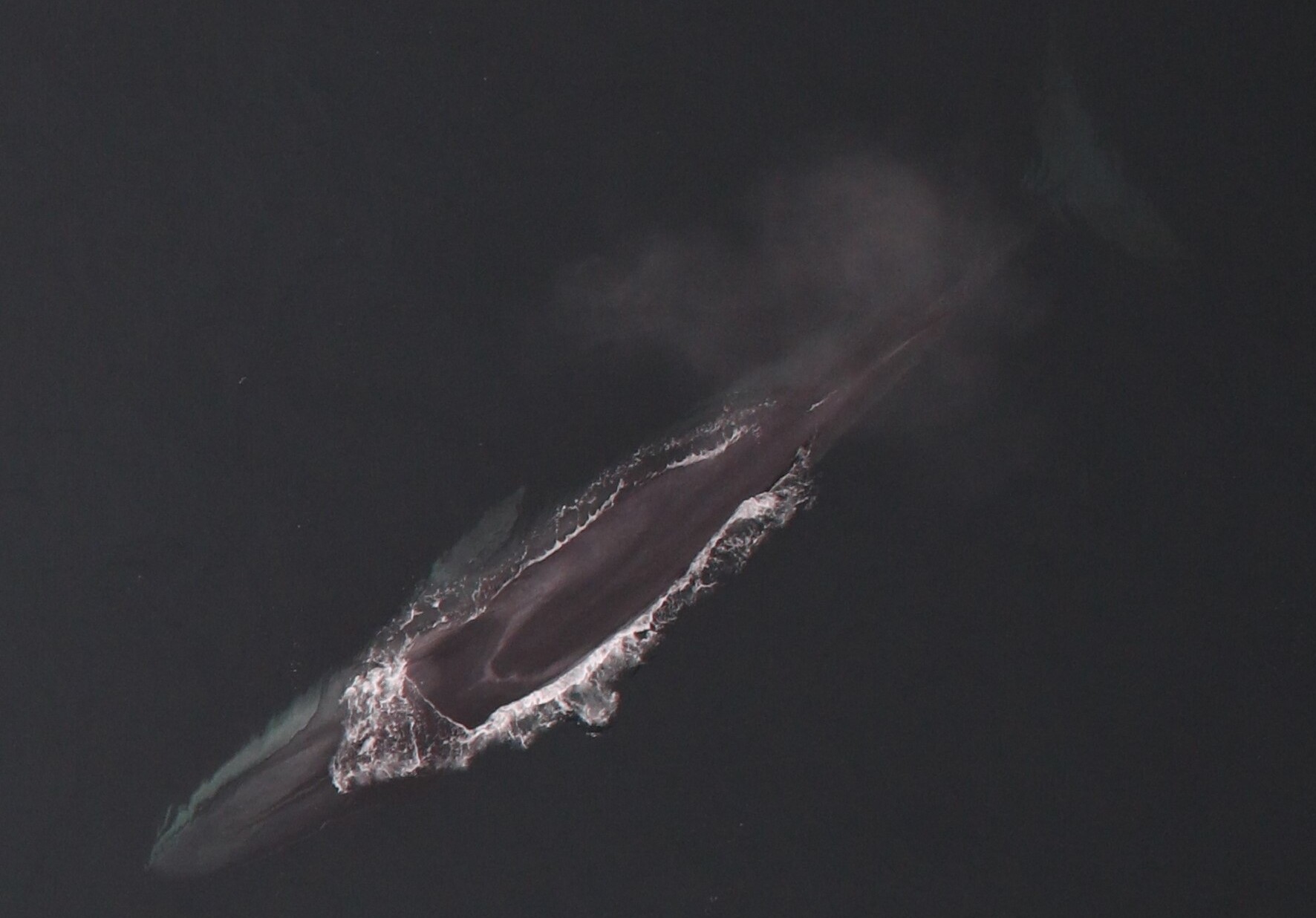 Aerial view of a fin whale breaking the ocean surface, white water visible around its body.