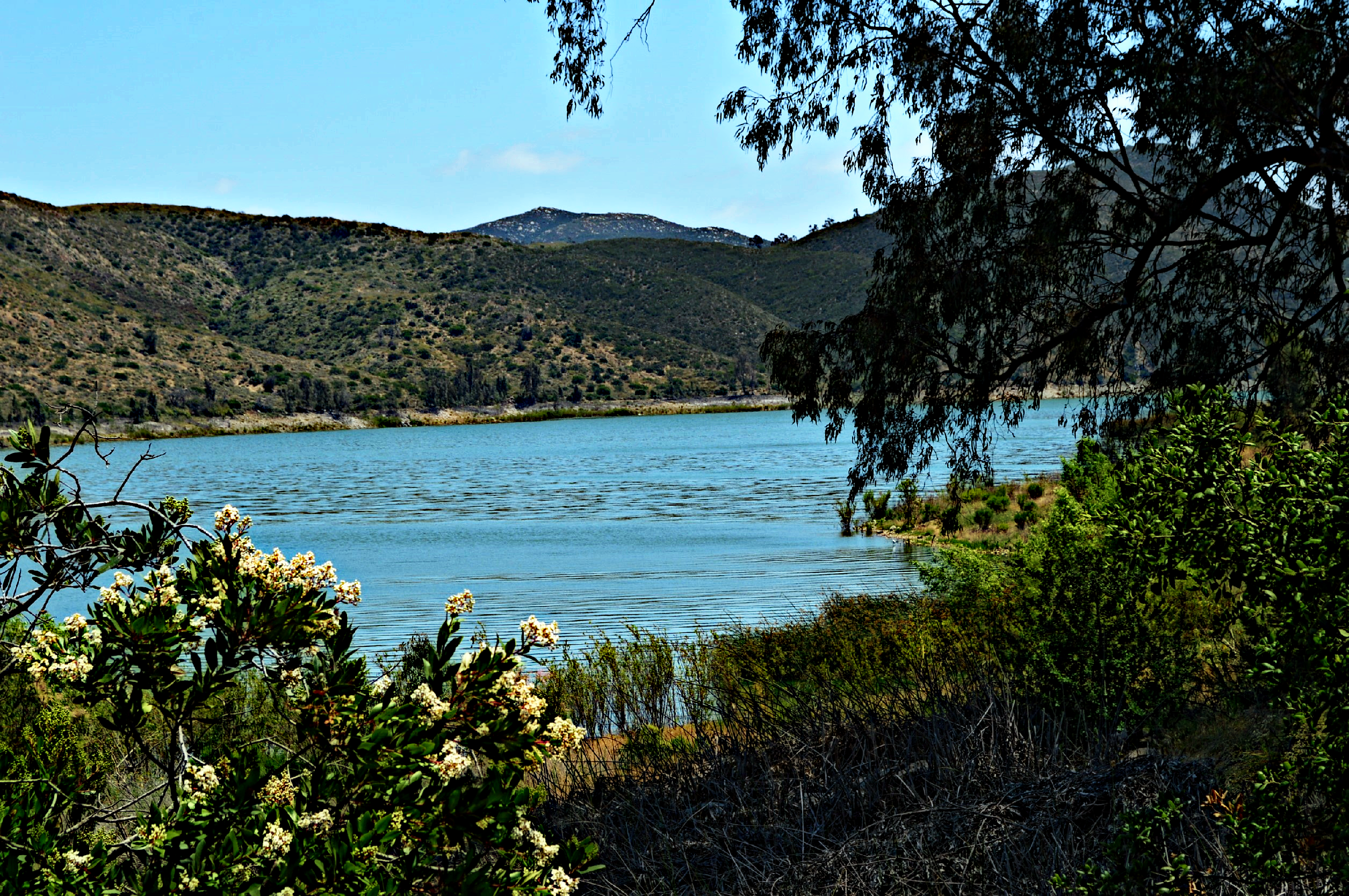 A calm lake seen through flowering shrubs and a large tree, with chaparral-covered hills beyond.