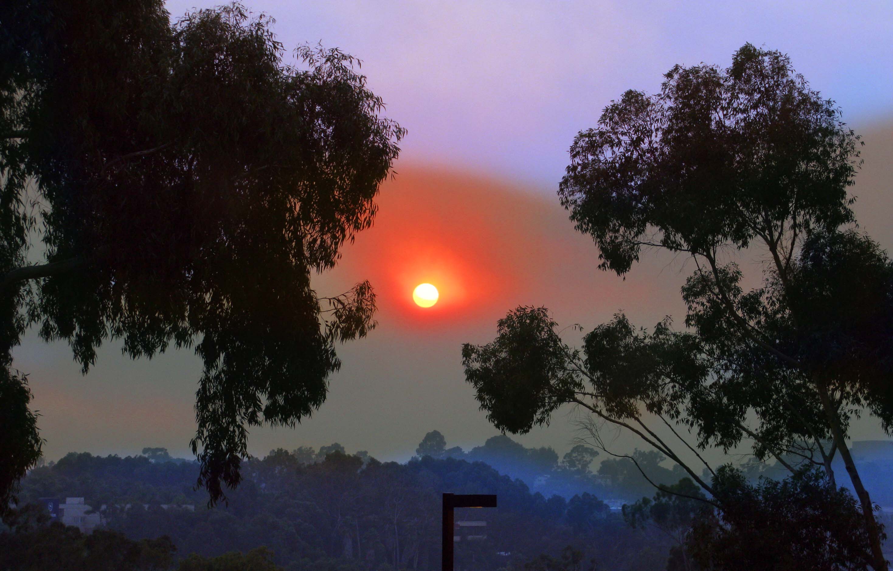 Orange-red sun glowing through a thick, smoke-hazed sky framed by eucalyptus trees.