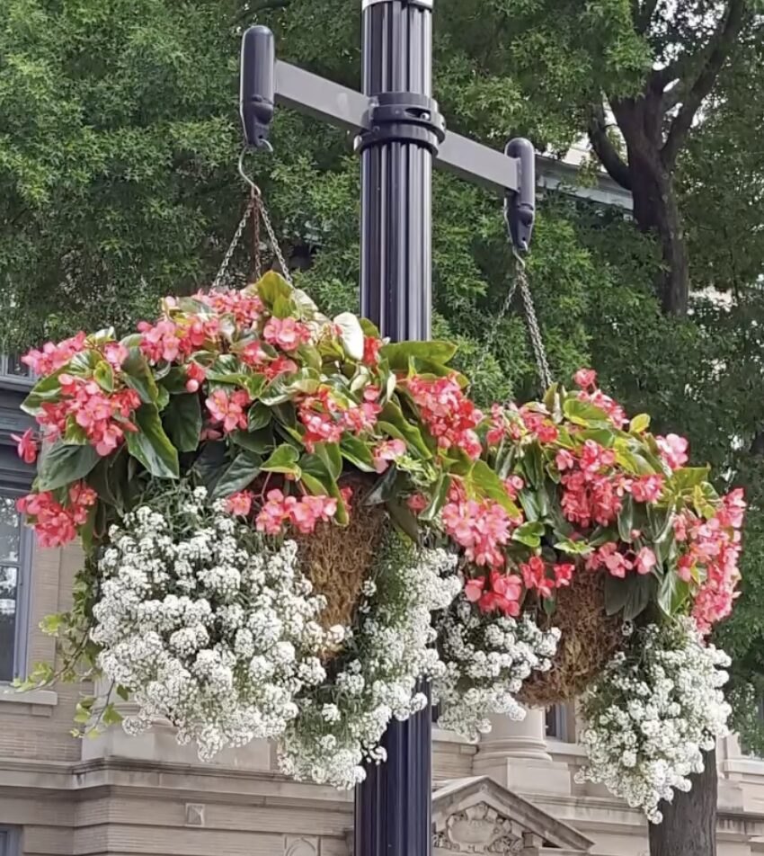 Two hanging flower baskets with pink and white blooms on a metal lamppost bracket.