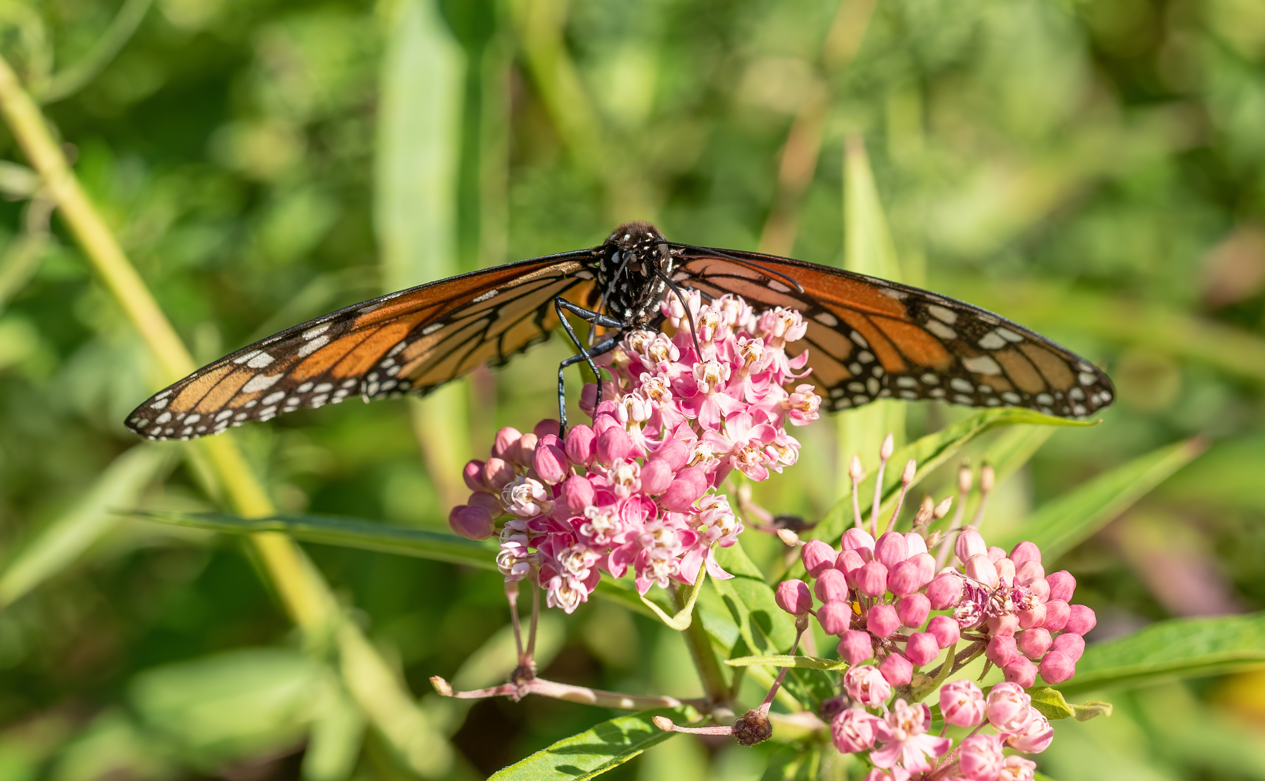 Monarch butterfly with orange and black wings perched on pink milkweed blossoms.