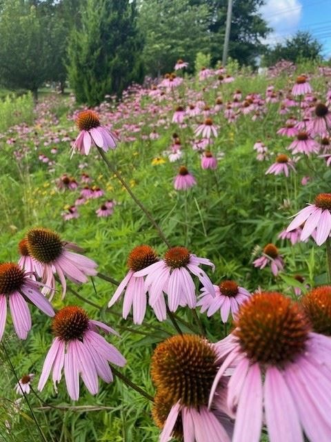 A hillside densely covered in blooming pink-purple coneflowers under a blue sky.