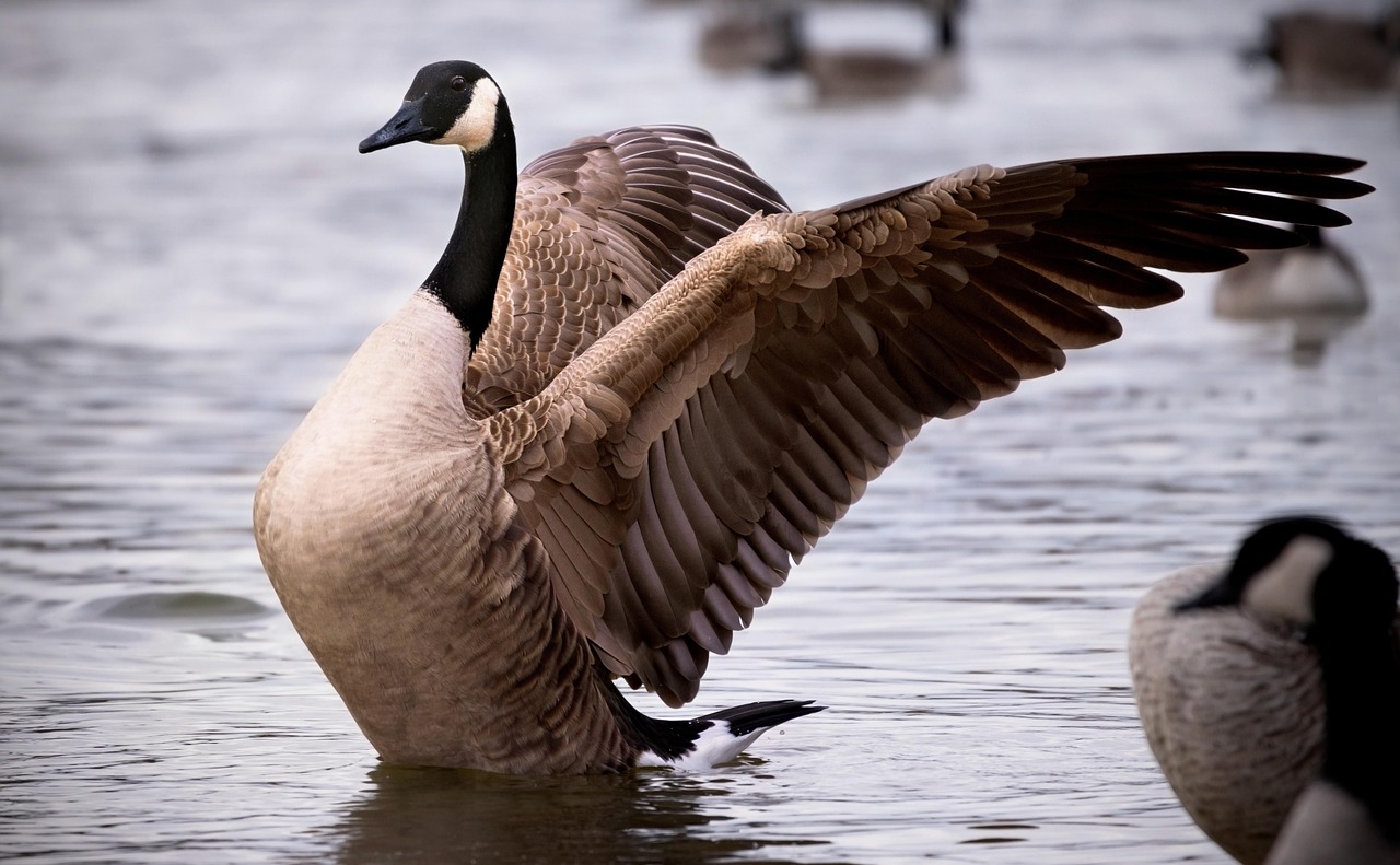 Canadian goose, goose, bird, lake, wings, animal, waterfowl, nature, canadian goose, canadian goose, canadian goose, can