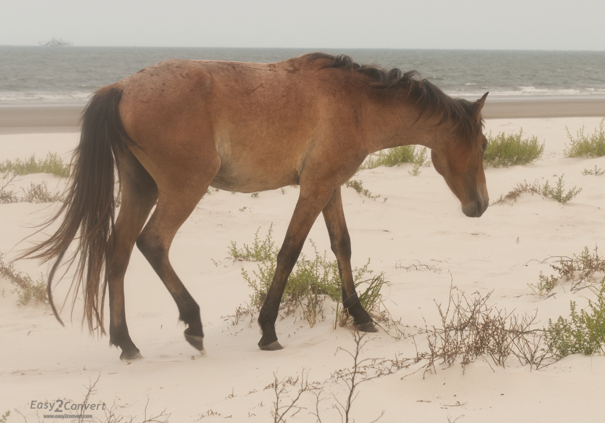 A wild horse walks across white sand dunes near the ocean.