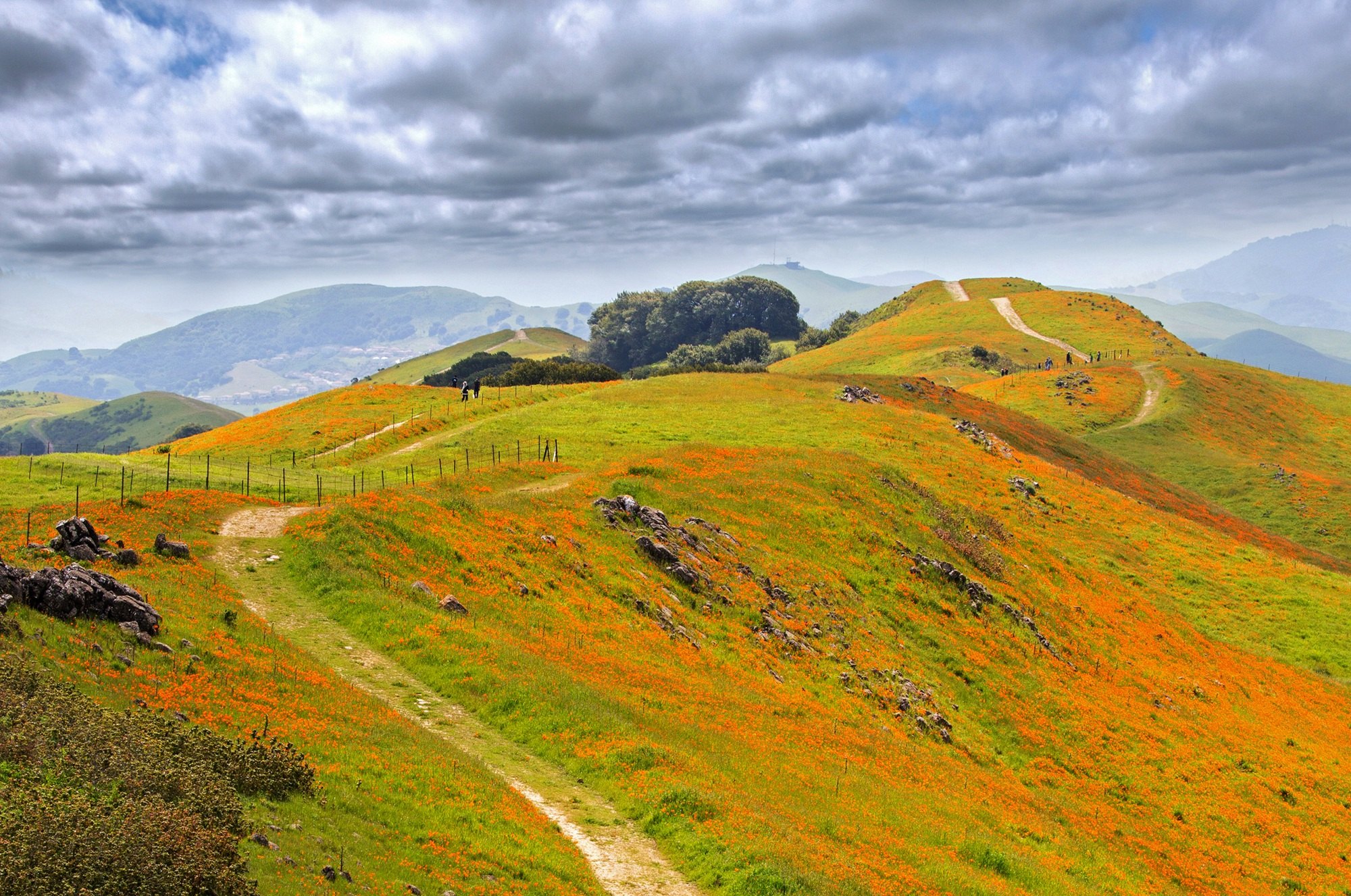 Dirt hiking trail winding through orange wildflower-covered hills under a cloudy sky.