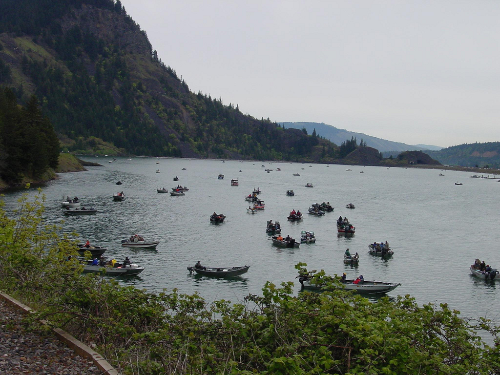 Dozens of small fishing boats crowded on a Washington state lake under overcast skies.