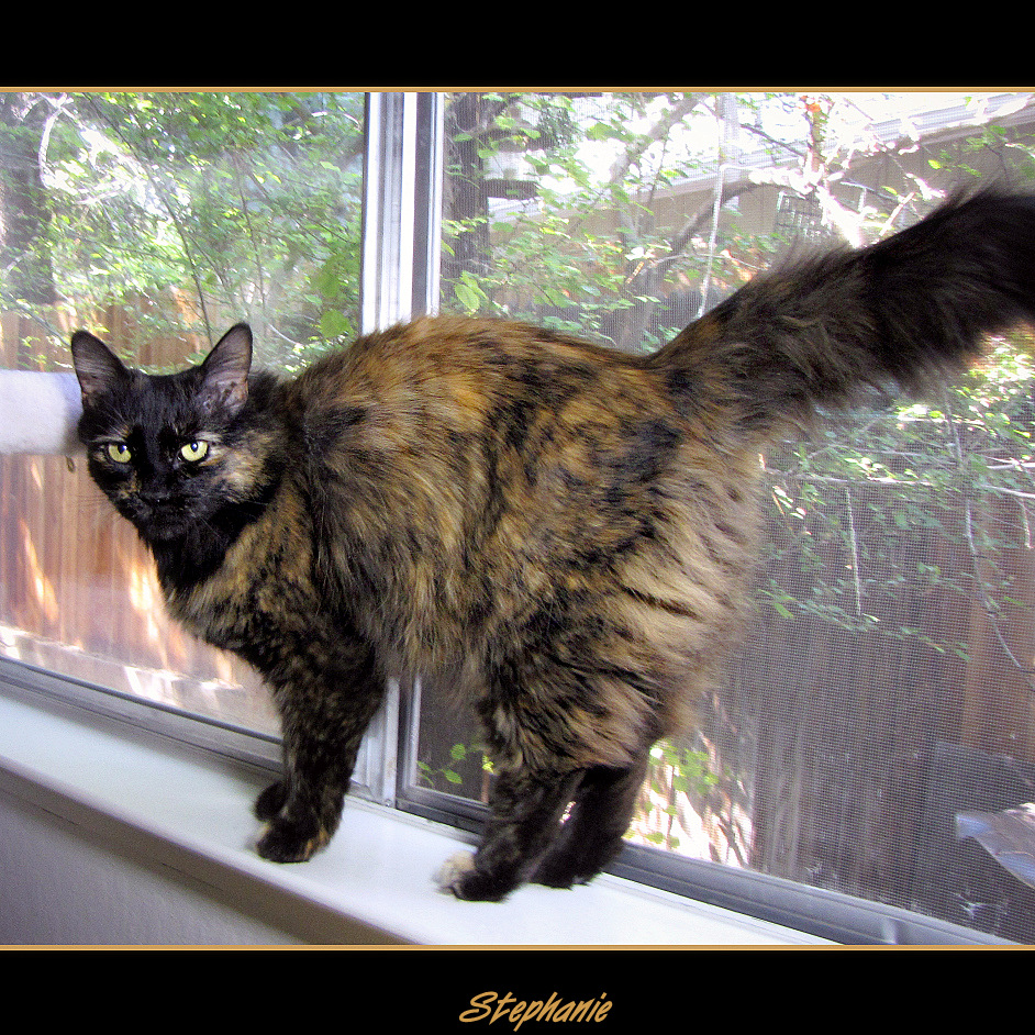A long-haired tortoiseshell cat perched on a window sill indoors.