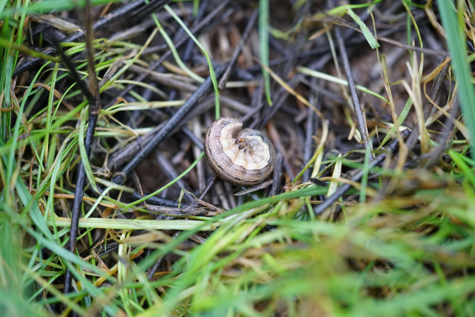 A pale segmented caterpillar curled on soil among green grass blades.