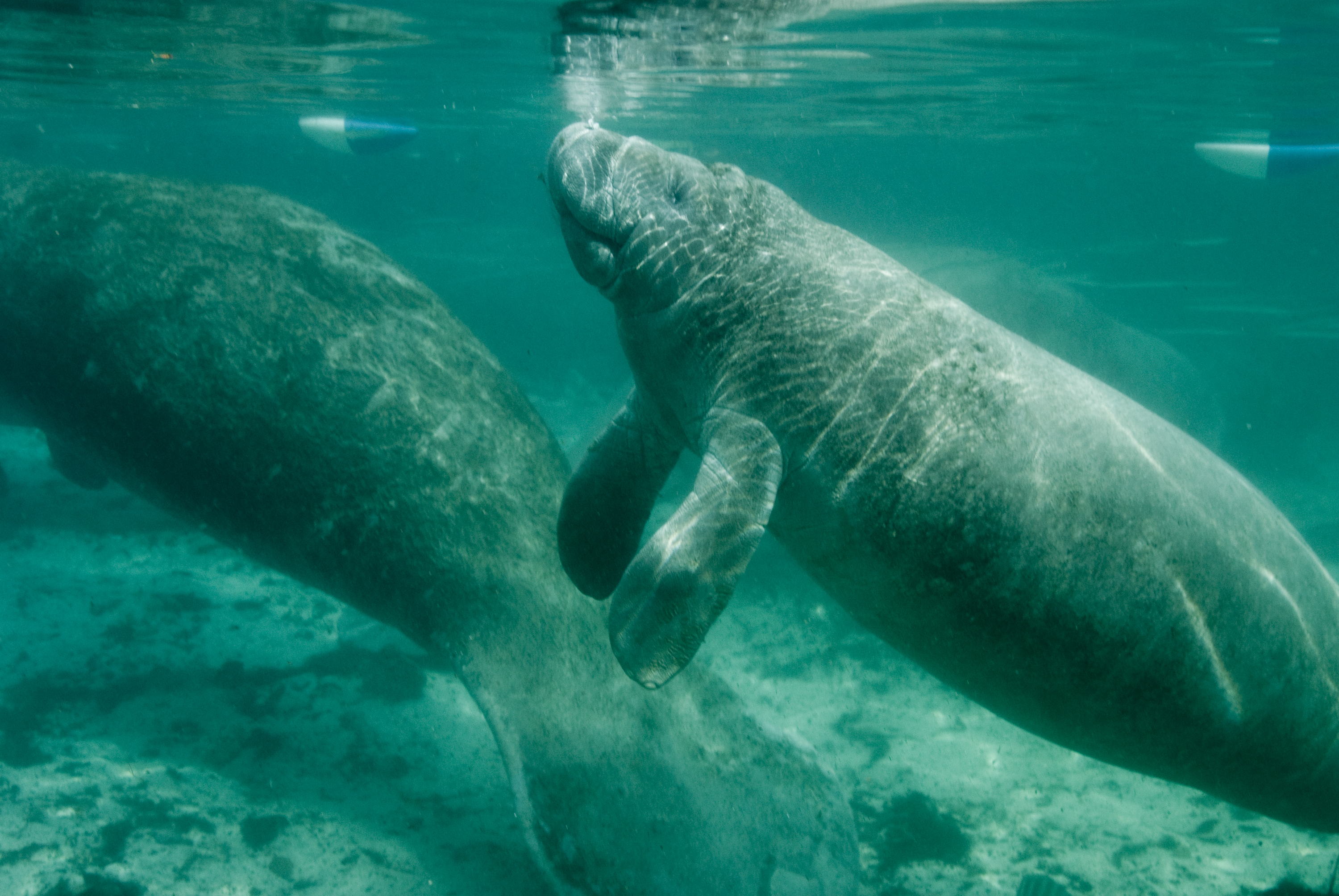 Two manatees swimming close together in clear turquoise water.