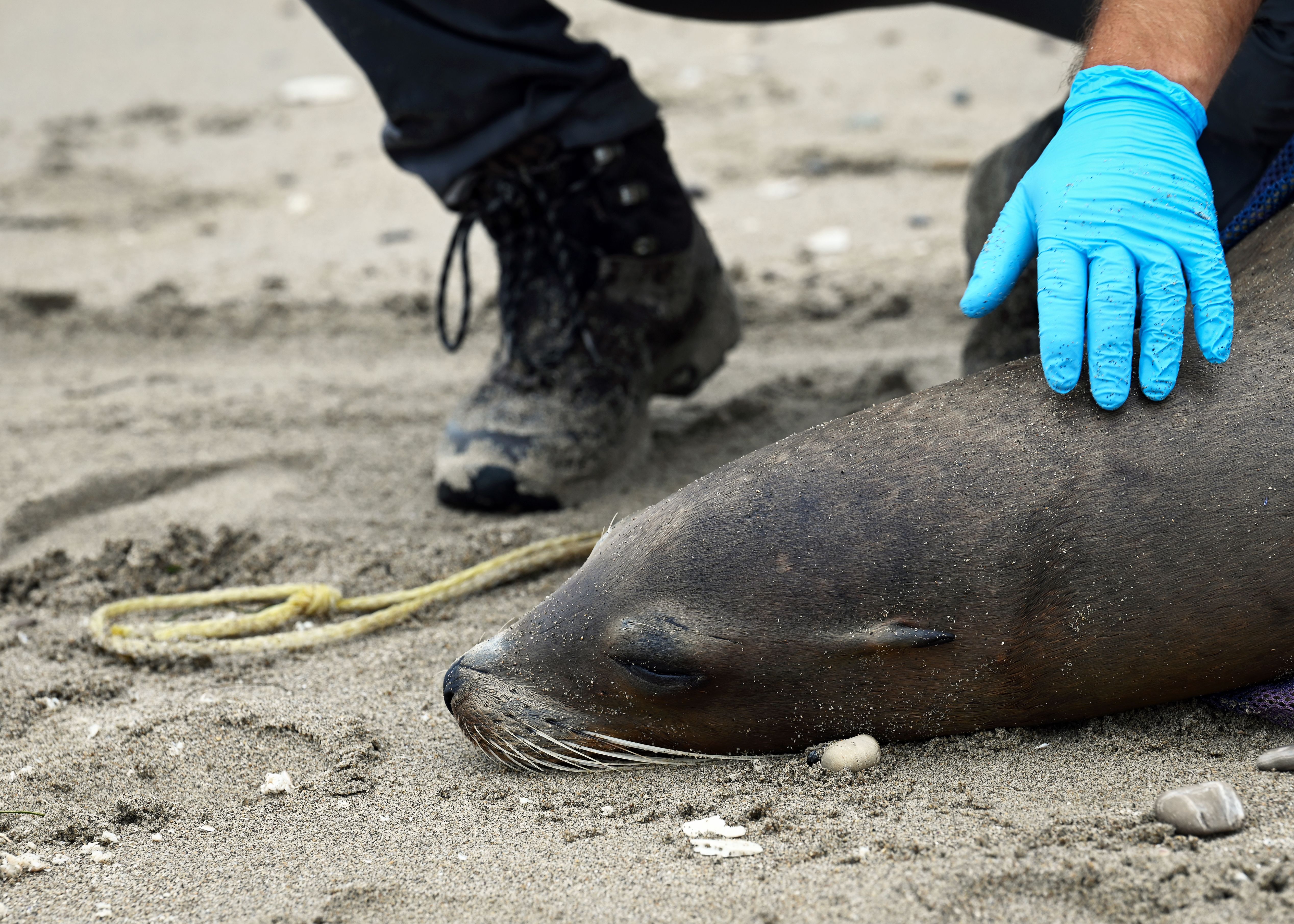Gloved rescuer kneeling beside a motionless sea lion on a sandy beach.