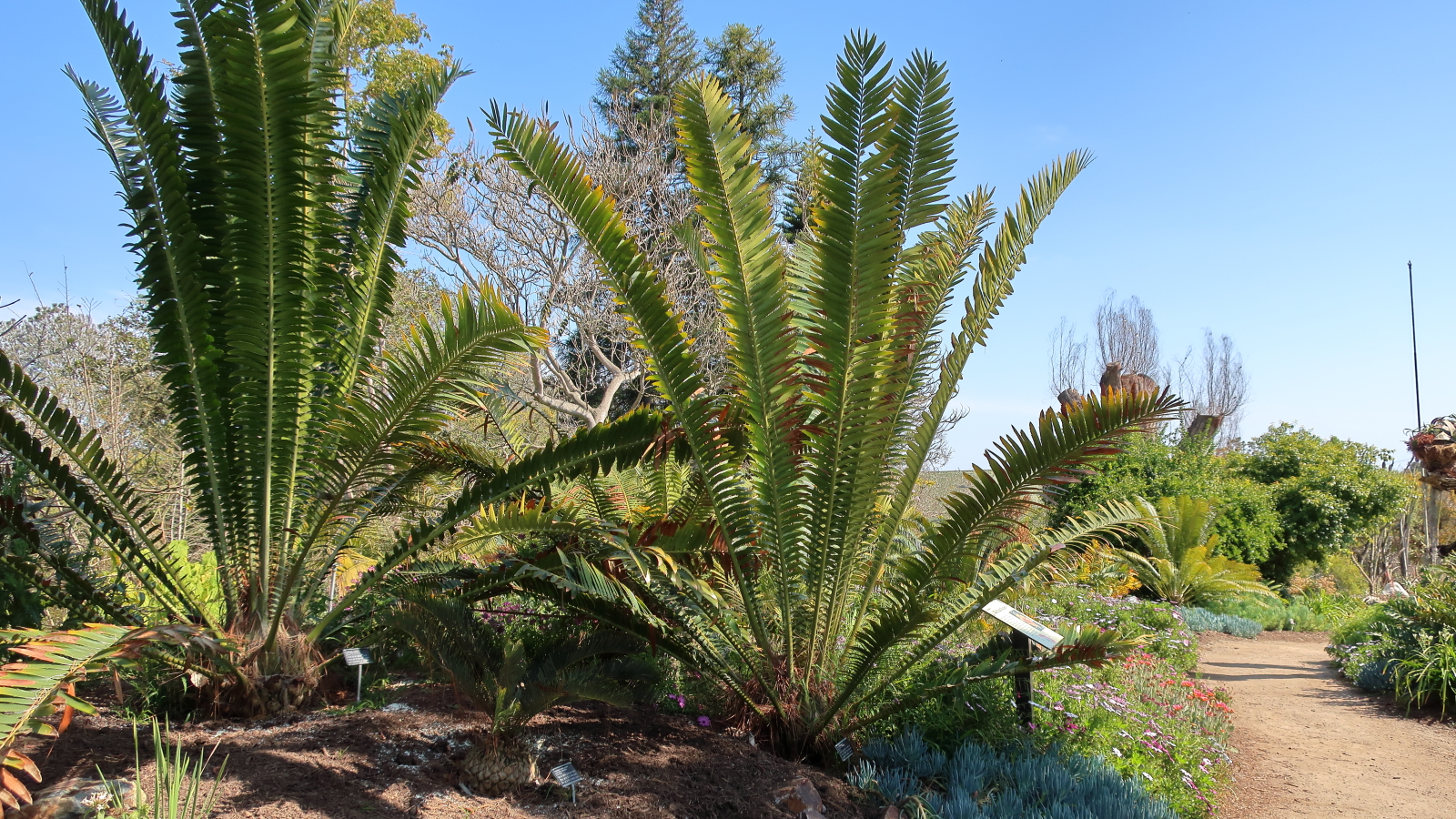 Gravel path alongside tall cycad plants under a clear blue sky in a botanical garden.