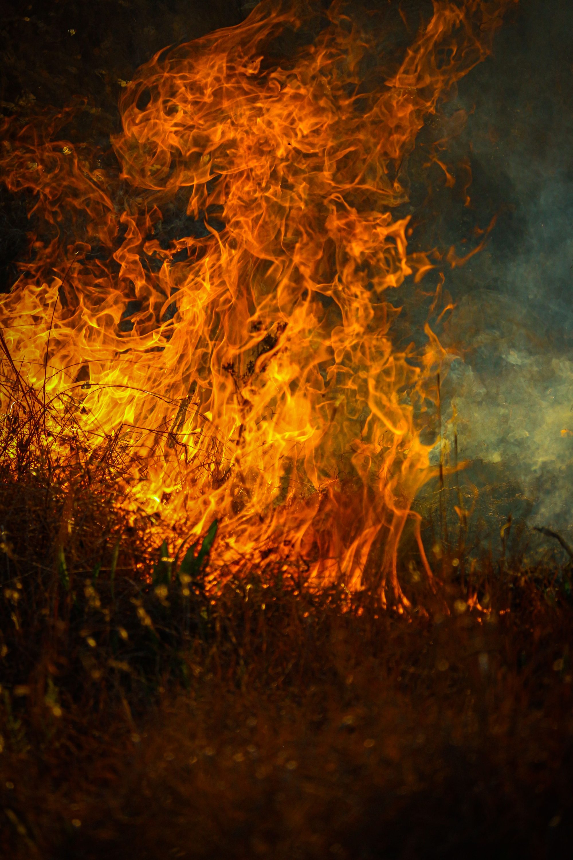 Vivid depiction of fiery flames engulfing dry vegetation against a dark backdrop.