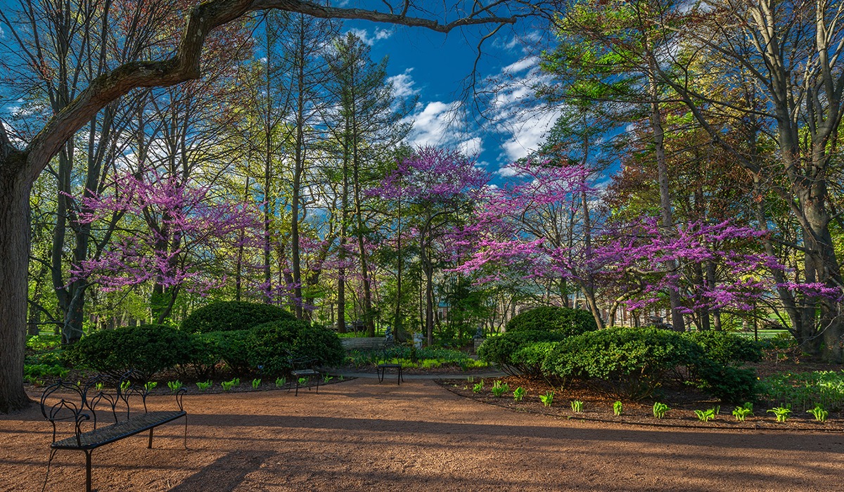 A manicured park path lined with flowering trees, shrubs, and a wrought-iron bench.