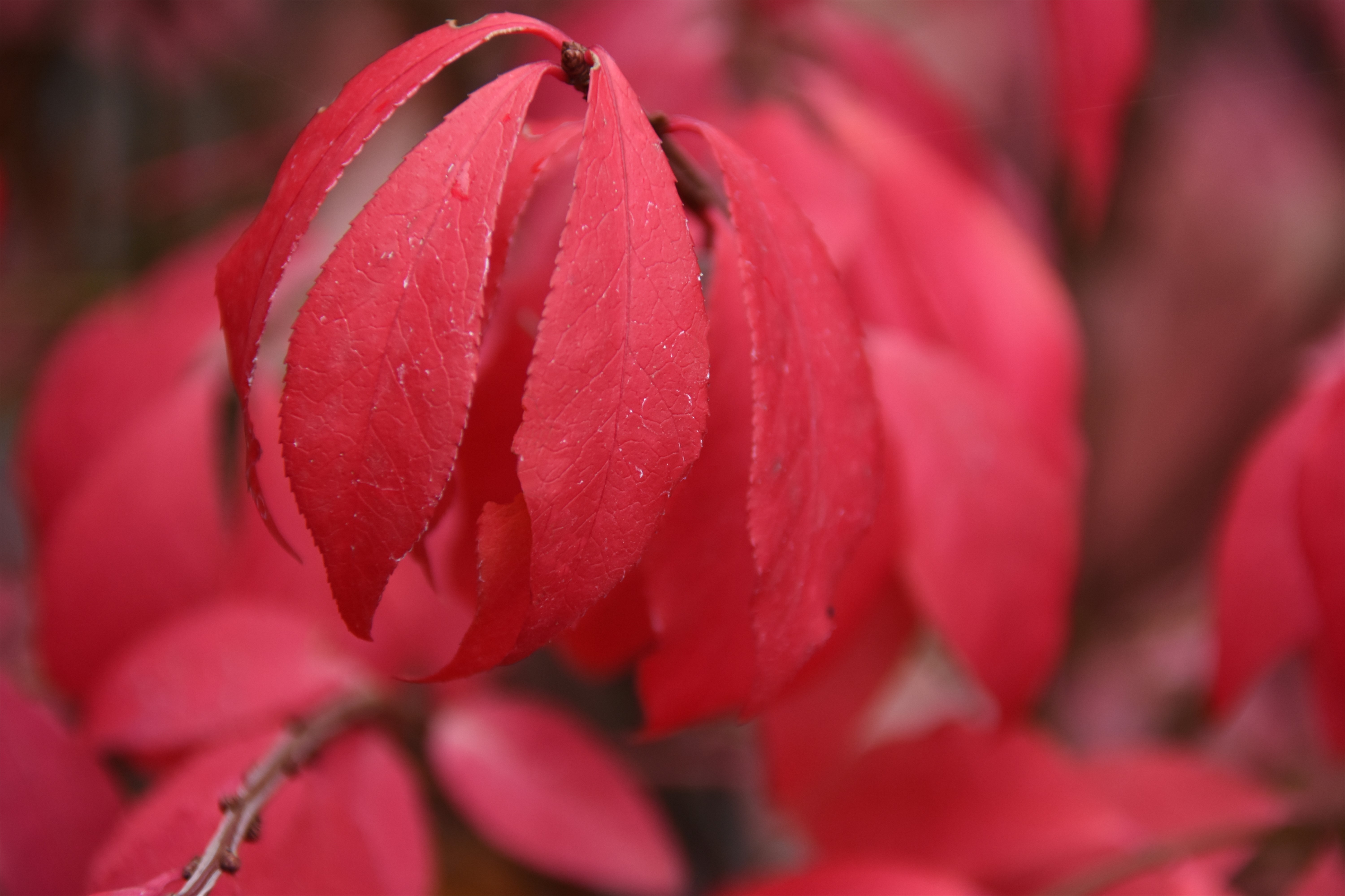 Close-up of bright red autumn leaves on a Burning Bush shrub.