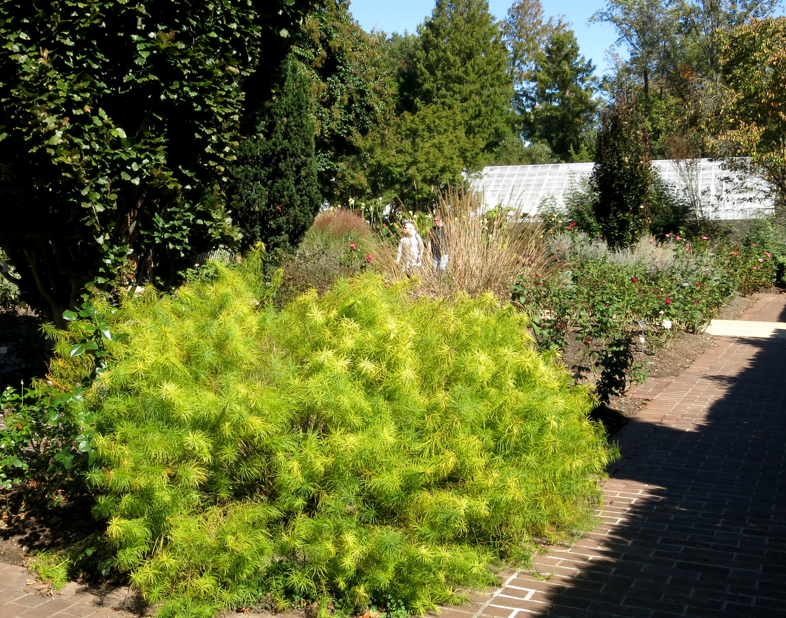 Formal garden with golden-green shrubs, brick path, and greenhouse in the background.