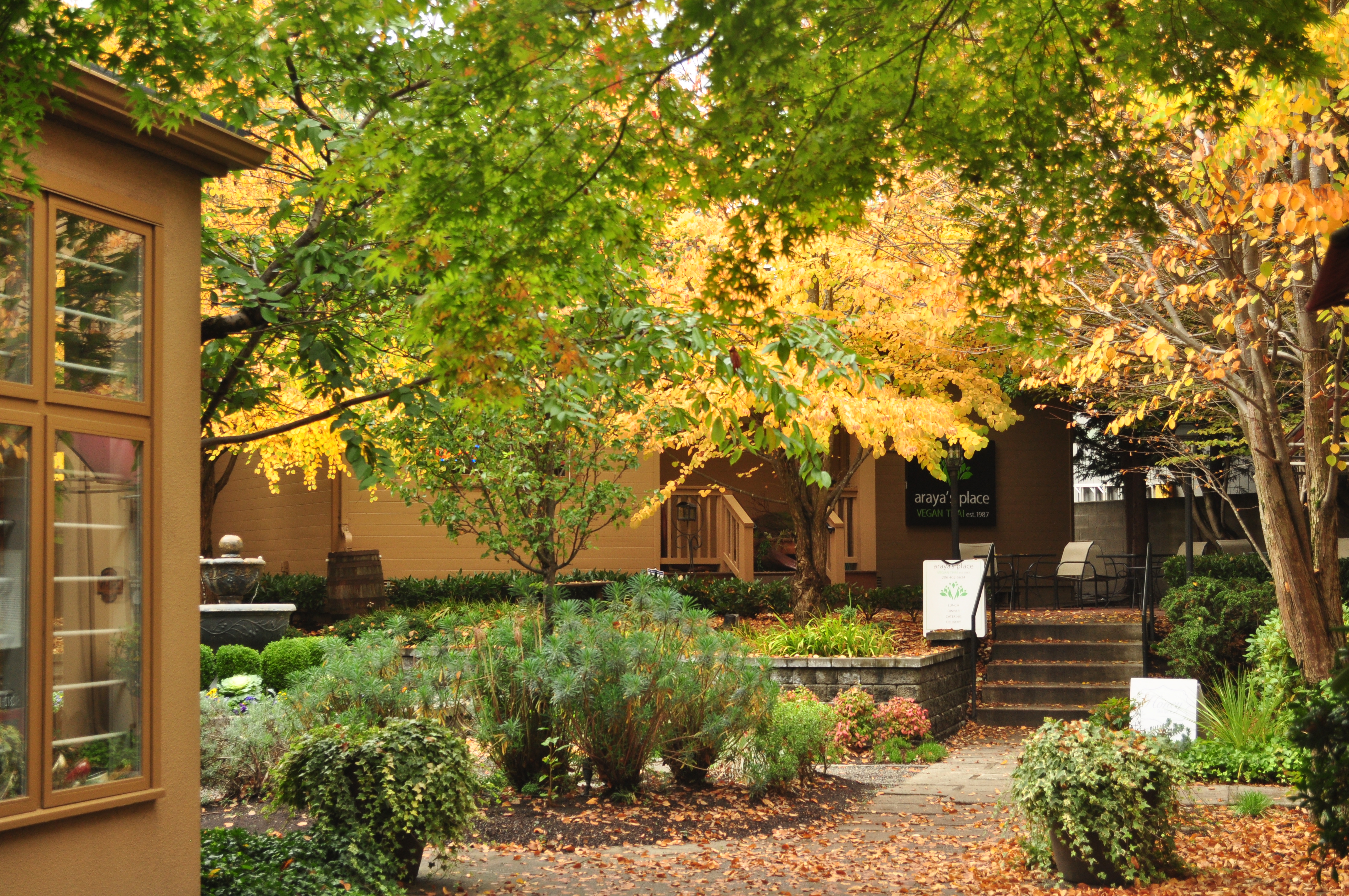 Landscaped courtyard with yellow autumn trees and garden beds in a Seattle neighborhood.