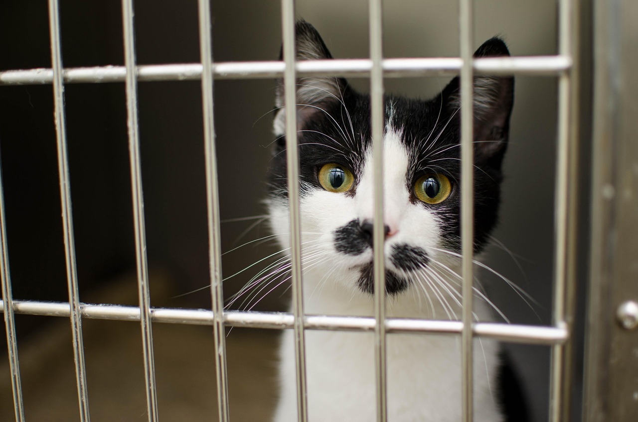 Cat, sadness, sad, animal, pet cat, shelter, sick cat, cat's eyes, pet, cage