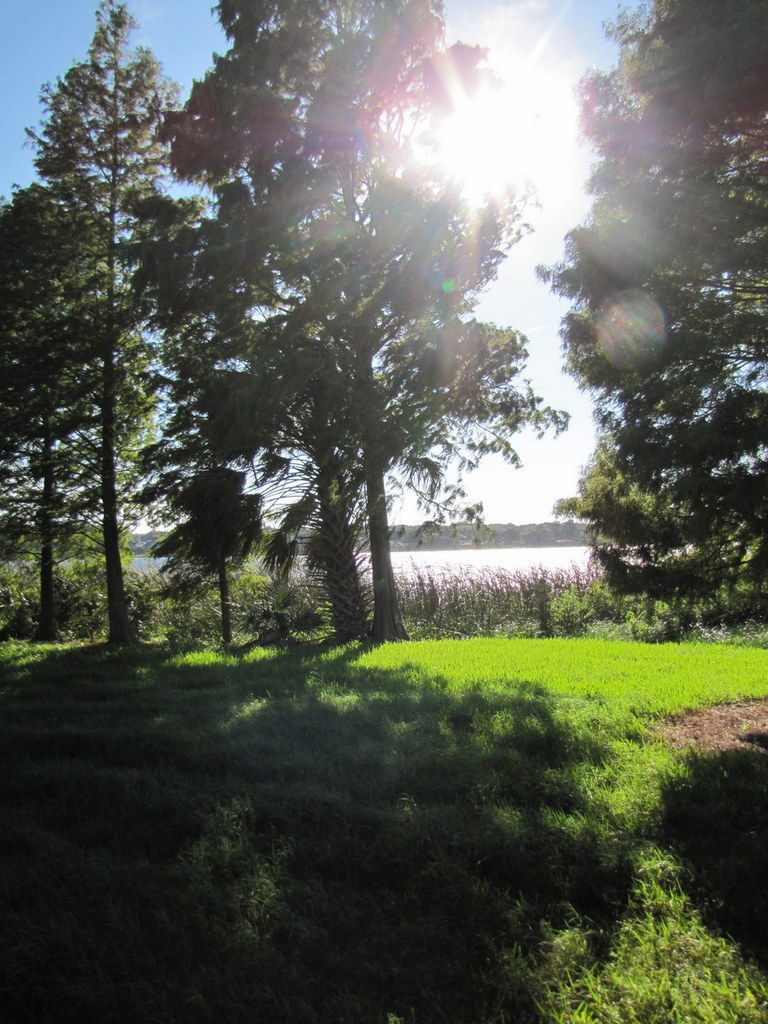 Sunlit freshwater lake seen through tall trees with grassy foreground and reeds at the water's edge.