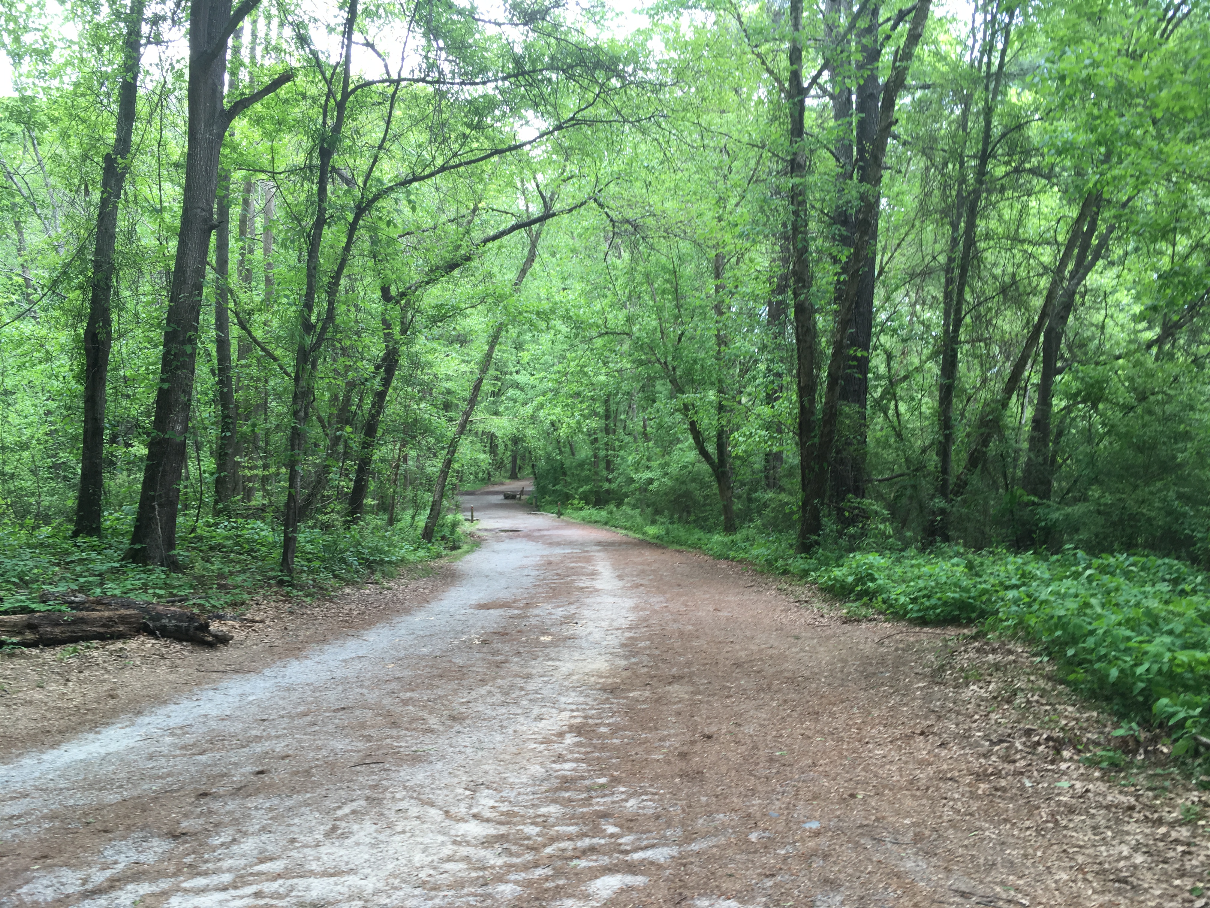 A dirt trail winding through a lush green forest with tall trees on both sides.