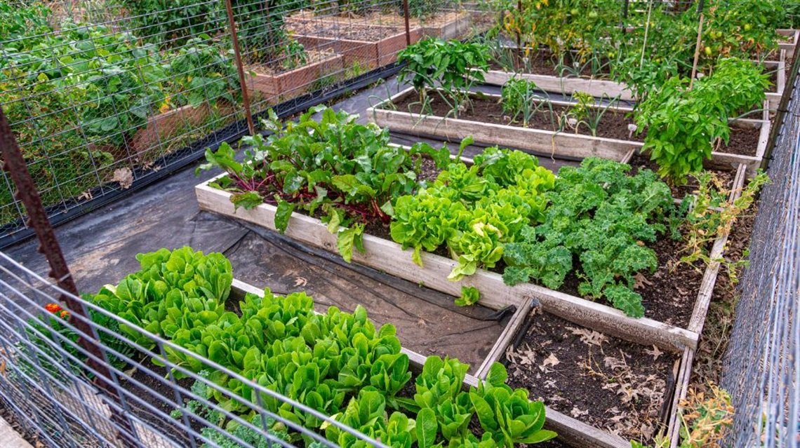 Rows of raised wooden garden beds filled with leafy green vegetables in a fenced garden area.