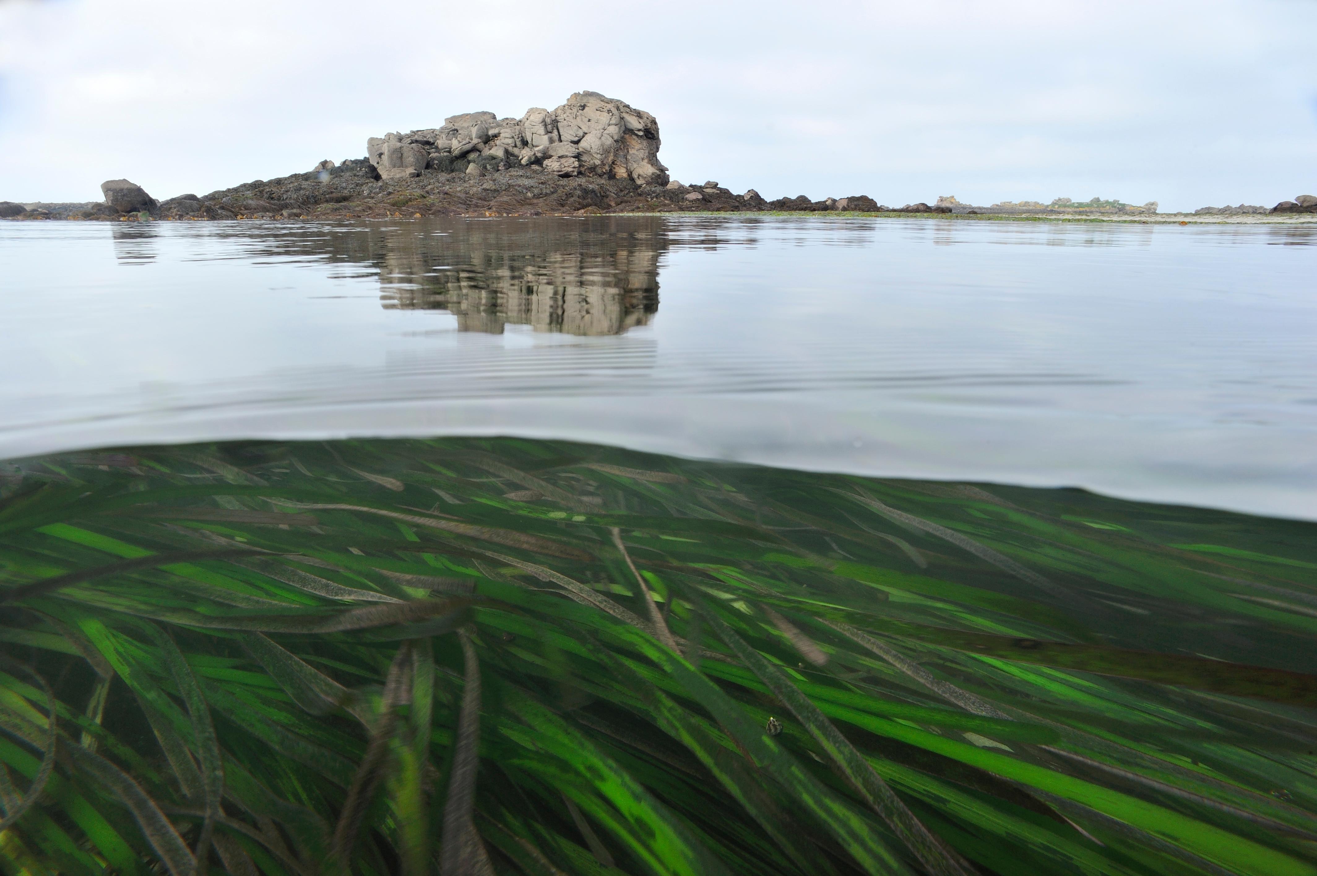 Dense green eelgrass blades grow beneath a calm, sunlit water surface.
