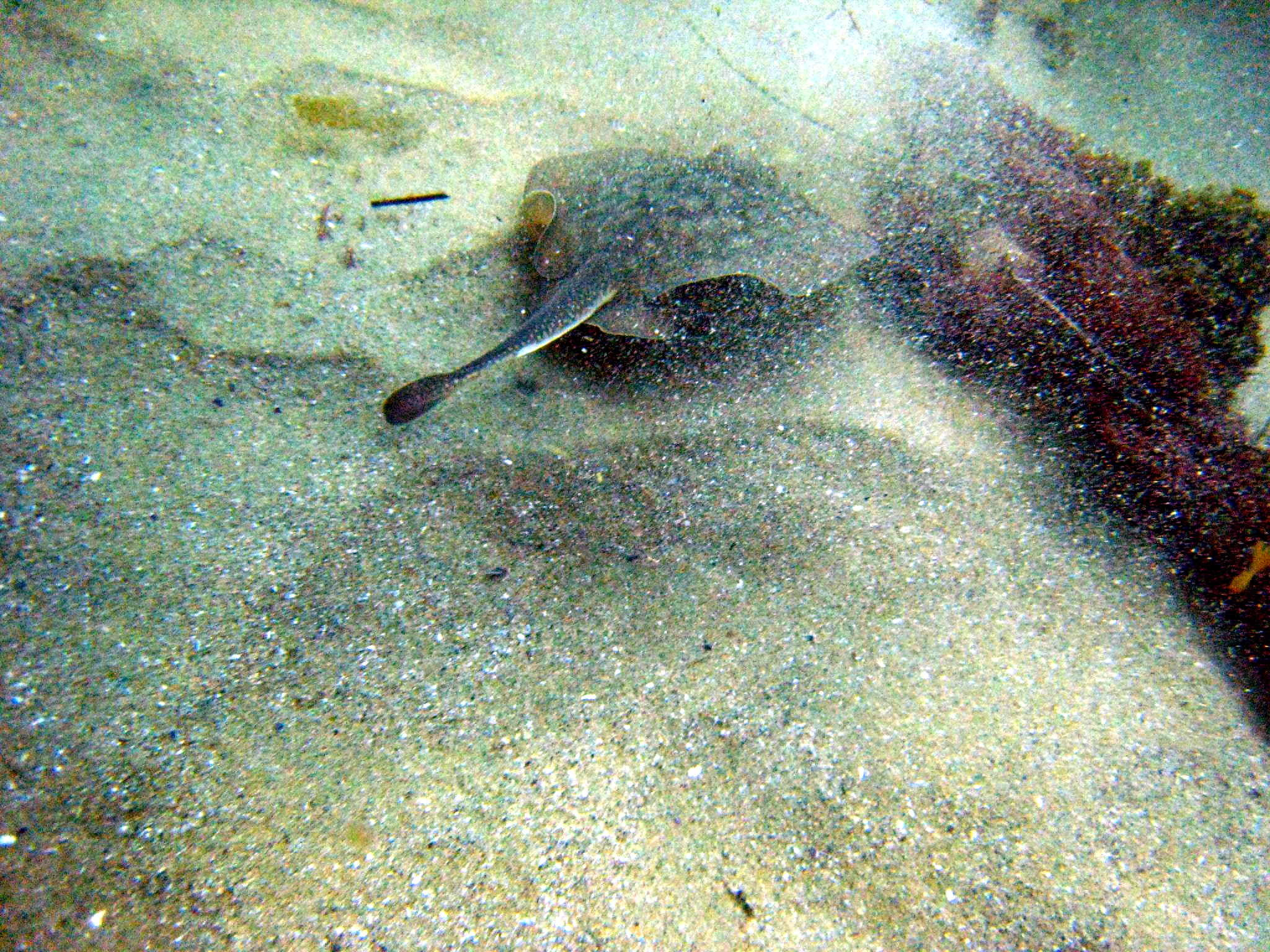 Round stingray blending into sandy seafloor, partially buried, underwater.