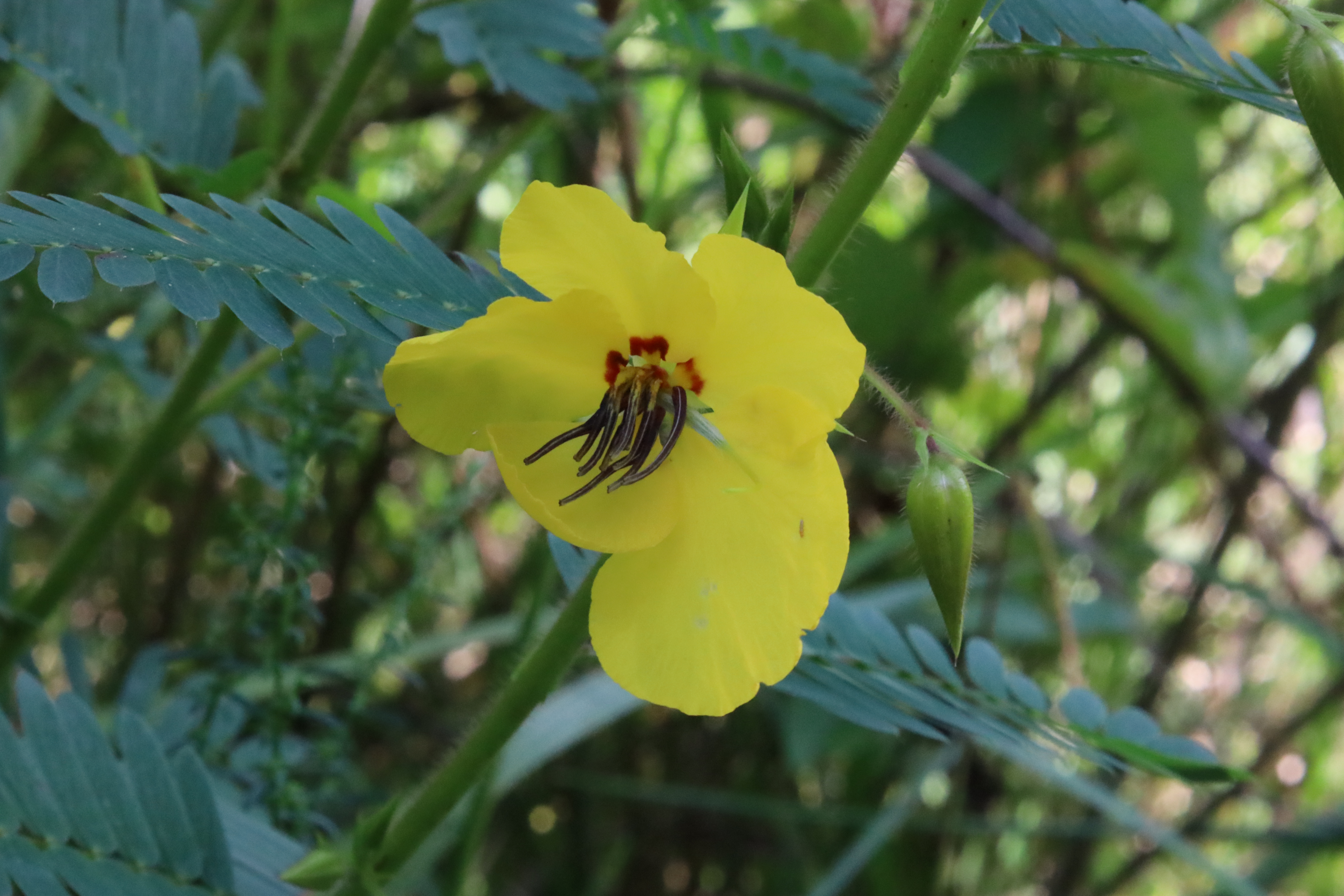 Bright yellow flower with dark red center markings amid green fern-like foliage.