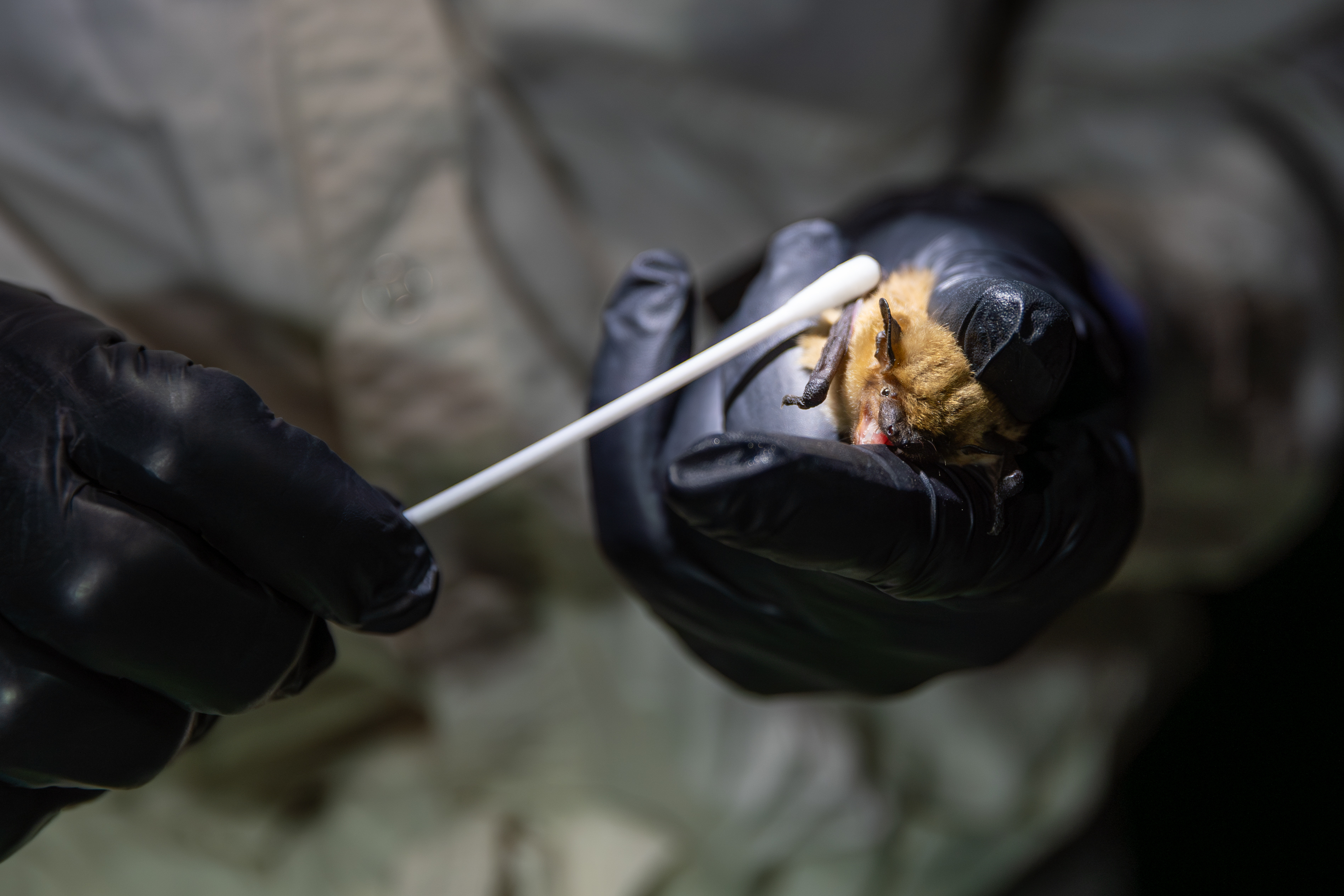 Gloved hands hold a small bat while a cotton swab is applied to its mouth.
